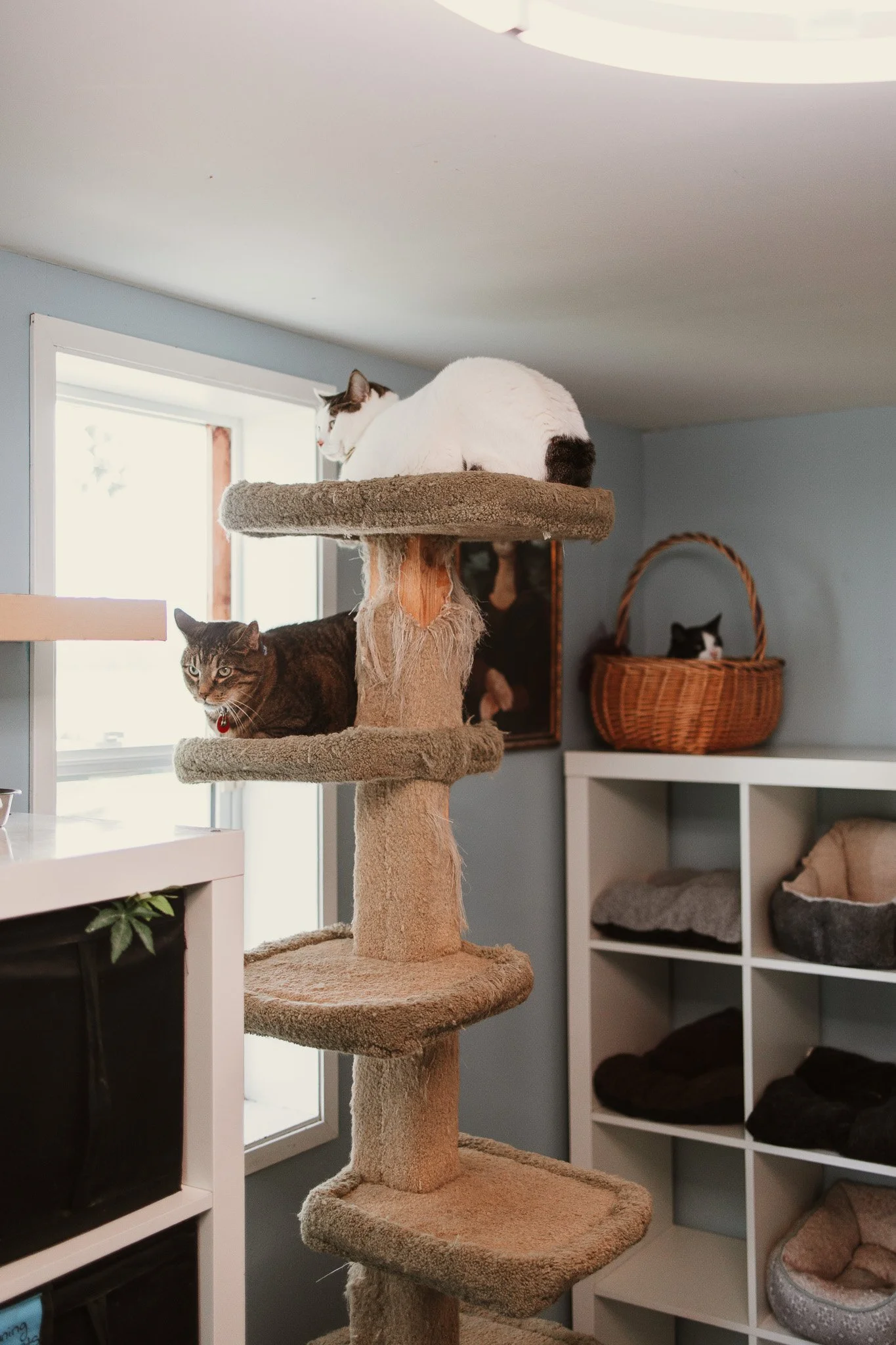 Our cage-free cattery