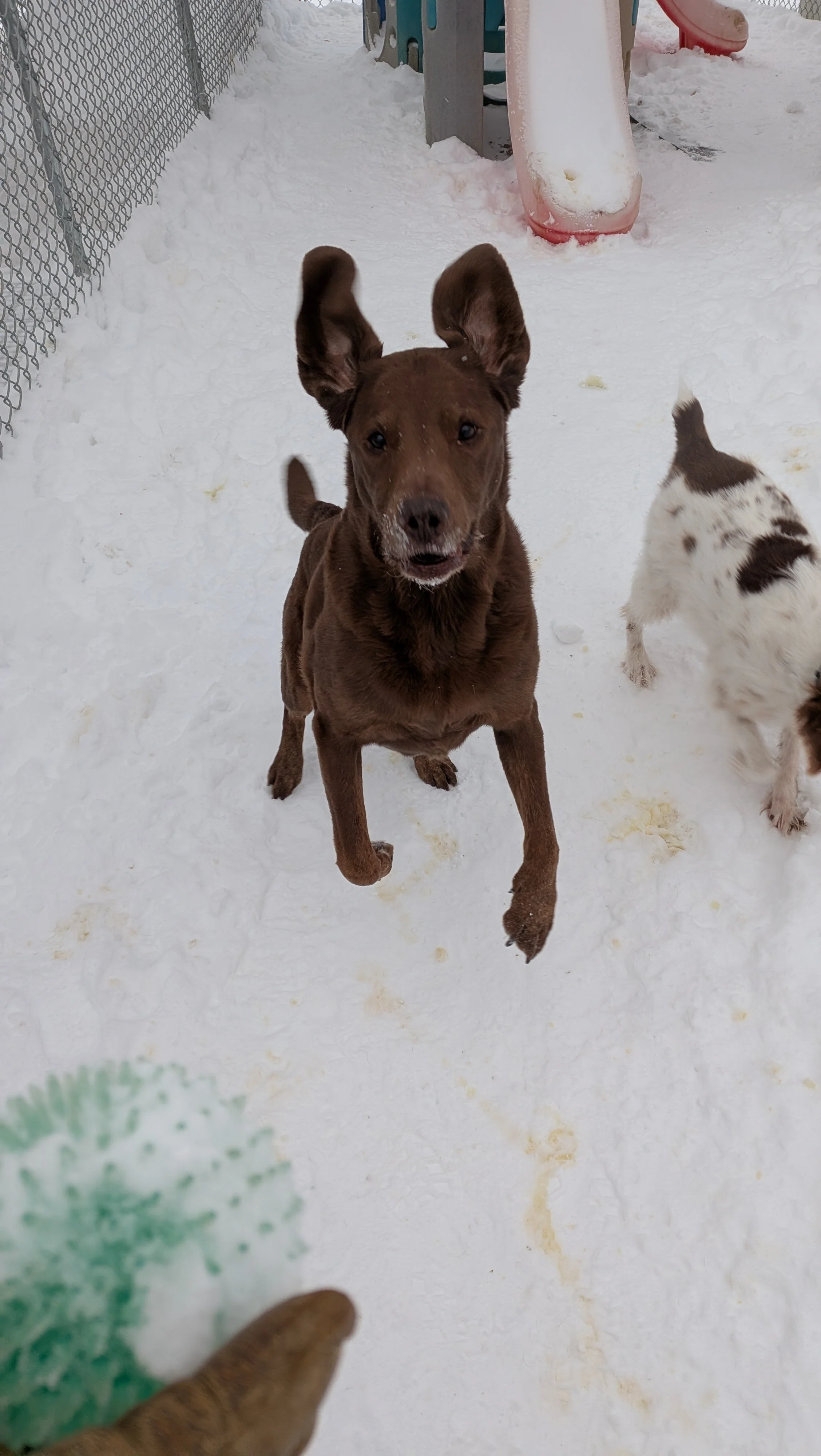 A brown dog jumping in the snow while looking at the camera, with a white and brown puppy partially visible nearby, and snow-covered playground equipment in the background.