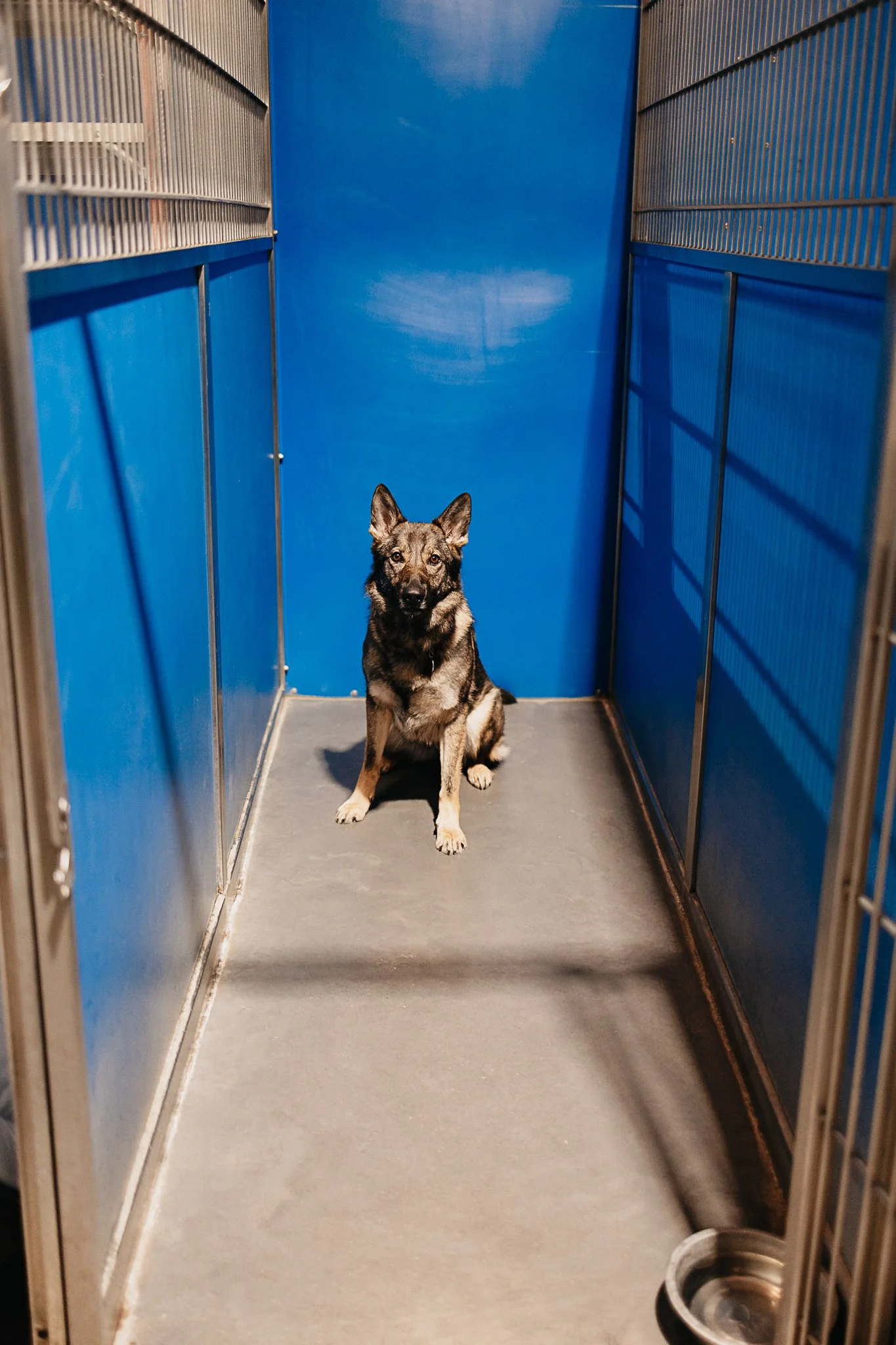 A dog sitting inside a blue and metal kennel with a metal water bowl in the corner.