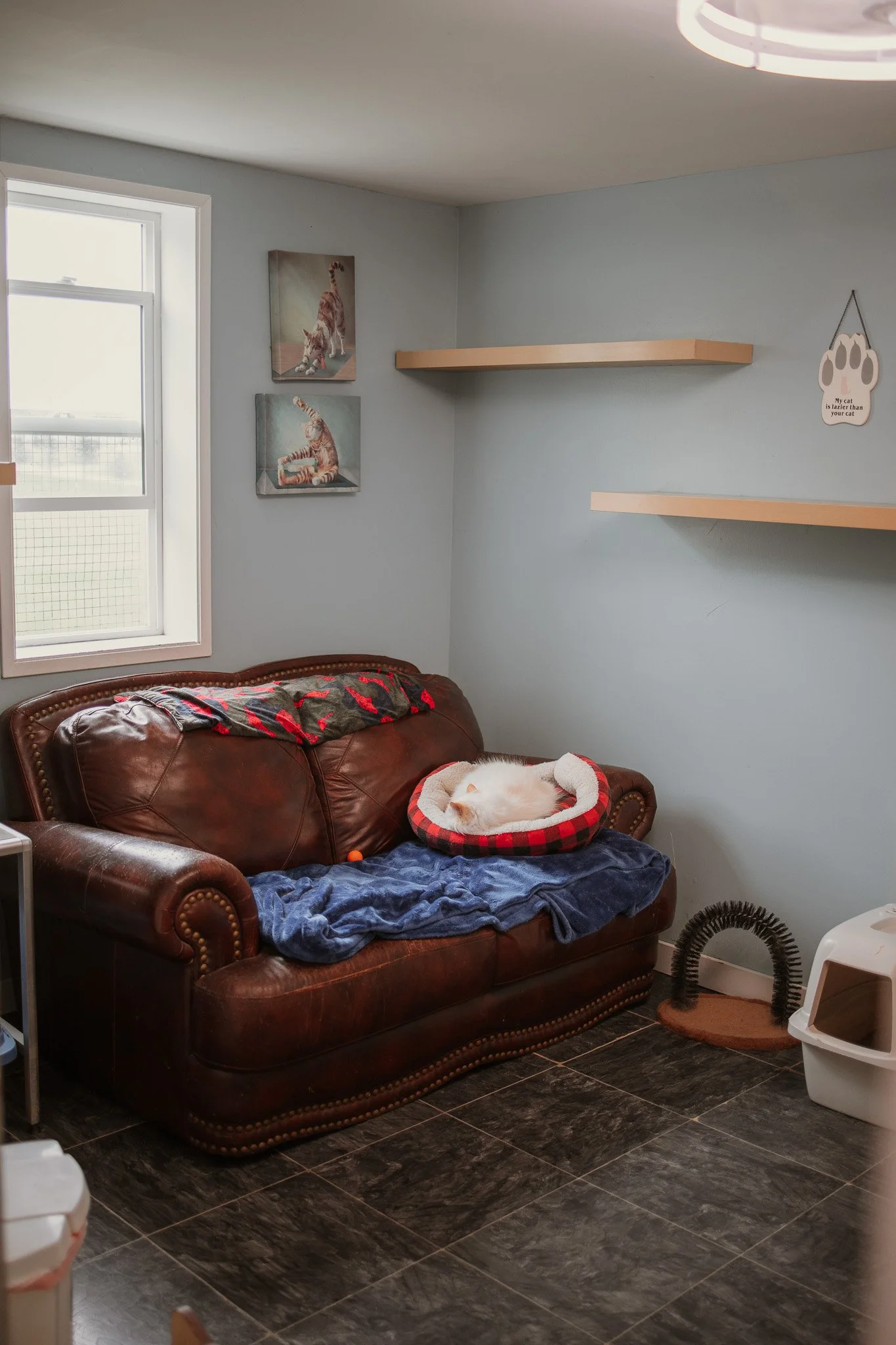 our cage-free cattery