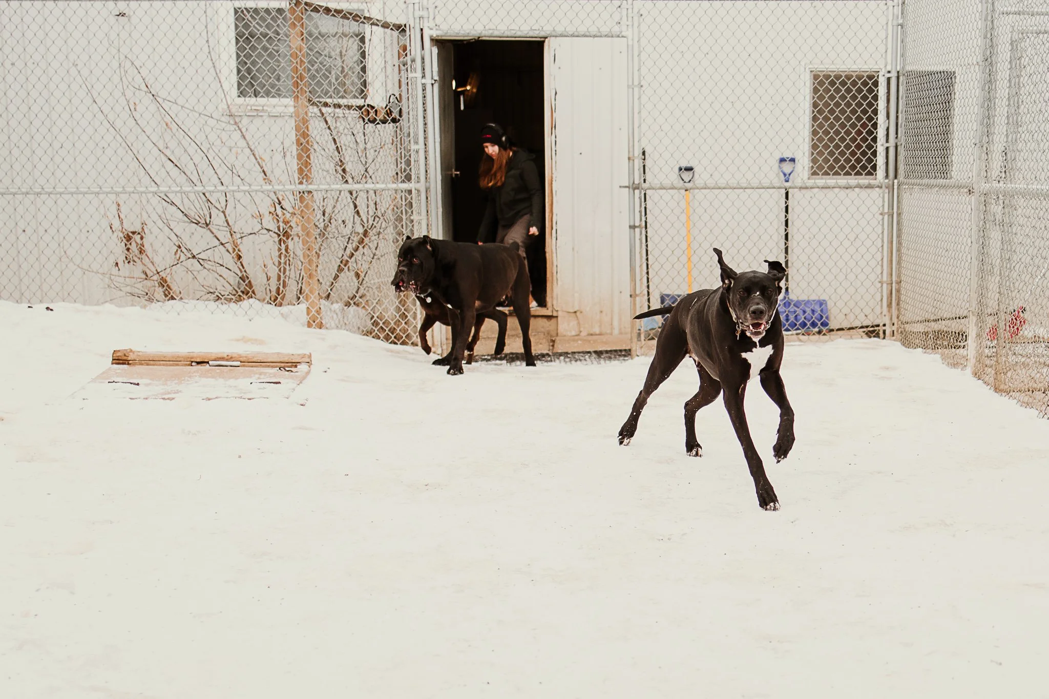 Large dogs playing in one of our outdoor yards in the large dog area