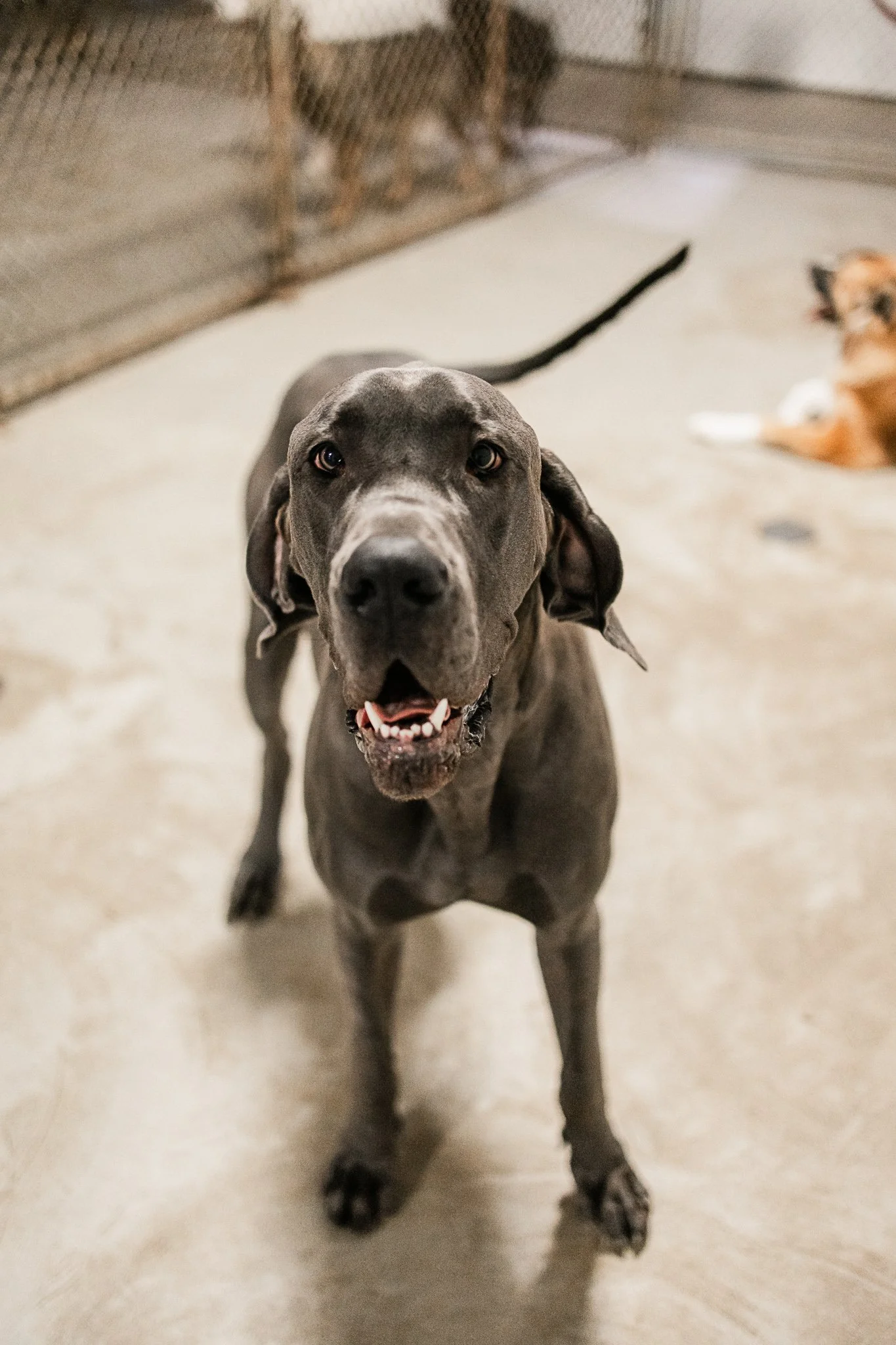 Large dog indoor play space