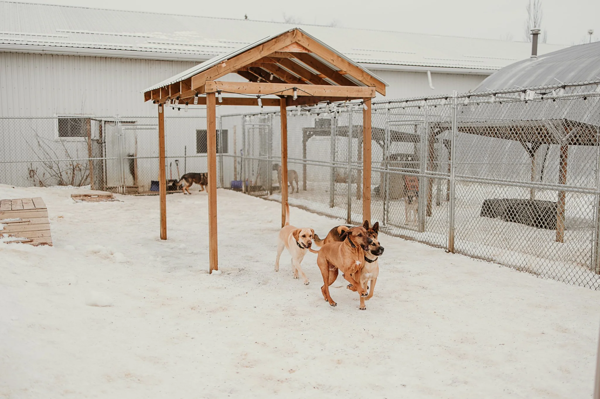 Large dogs playing in one of our outdoor yards in the large dog area