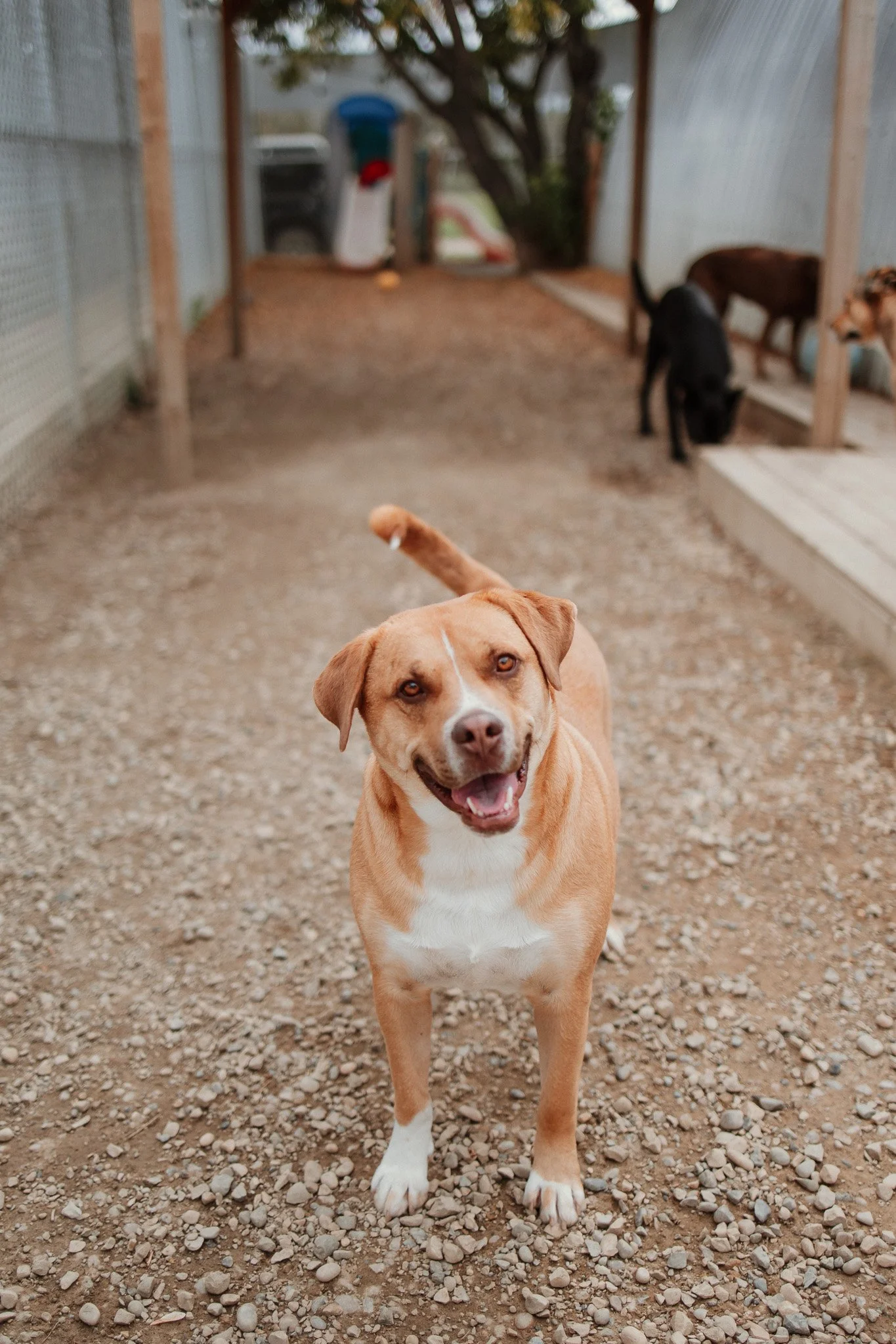 Tequila enjoying time in our largest yard in the small/medium dog area
