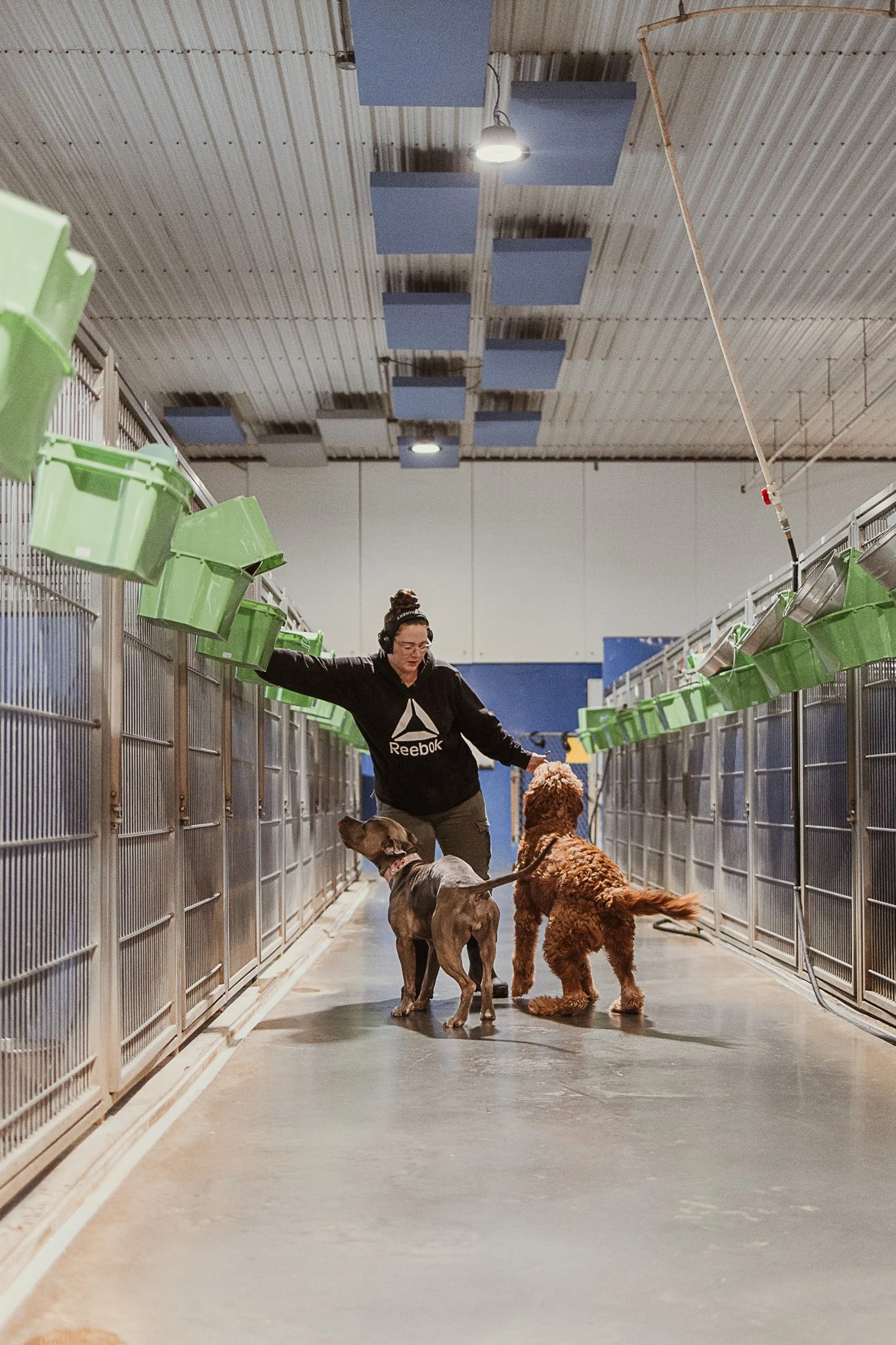 large dog kennel area