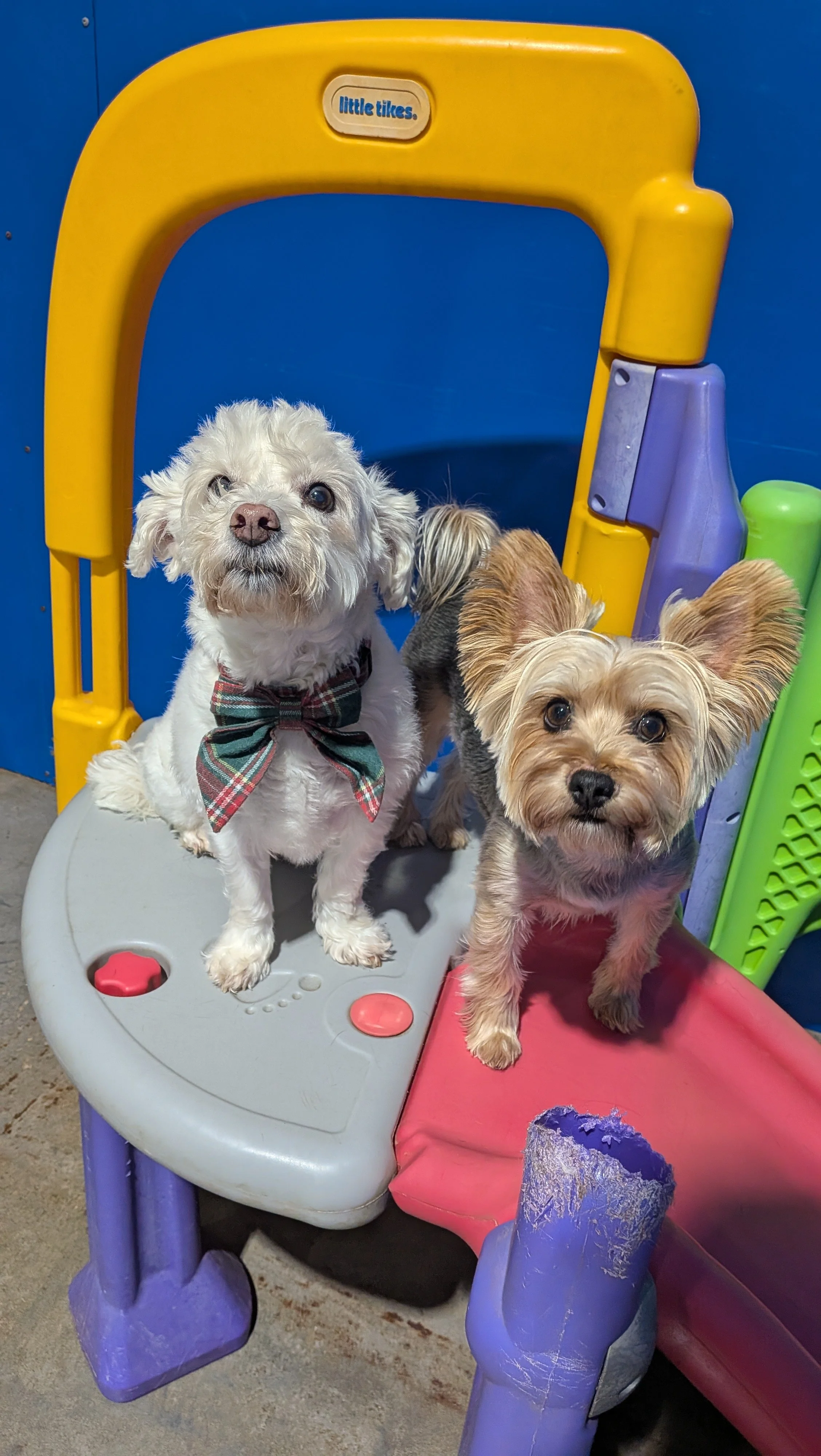Two small dogs standing on a colorful plastic play structure, with a yellow, purple, green, and pink design, in an indoor or outdoor play area.