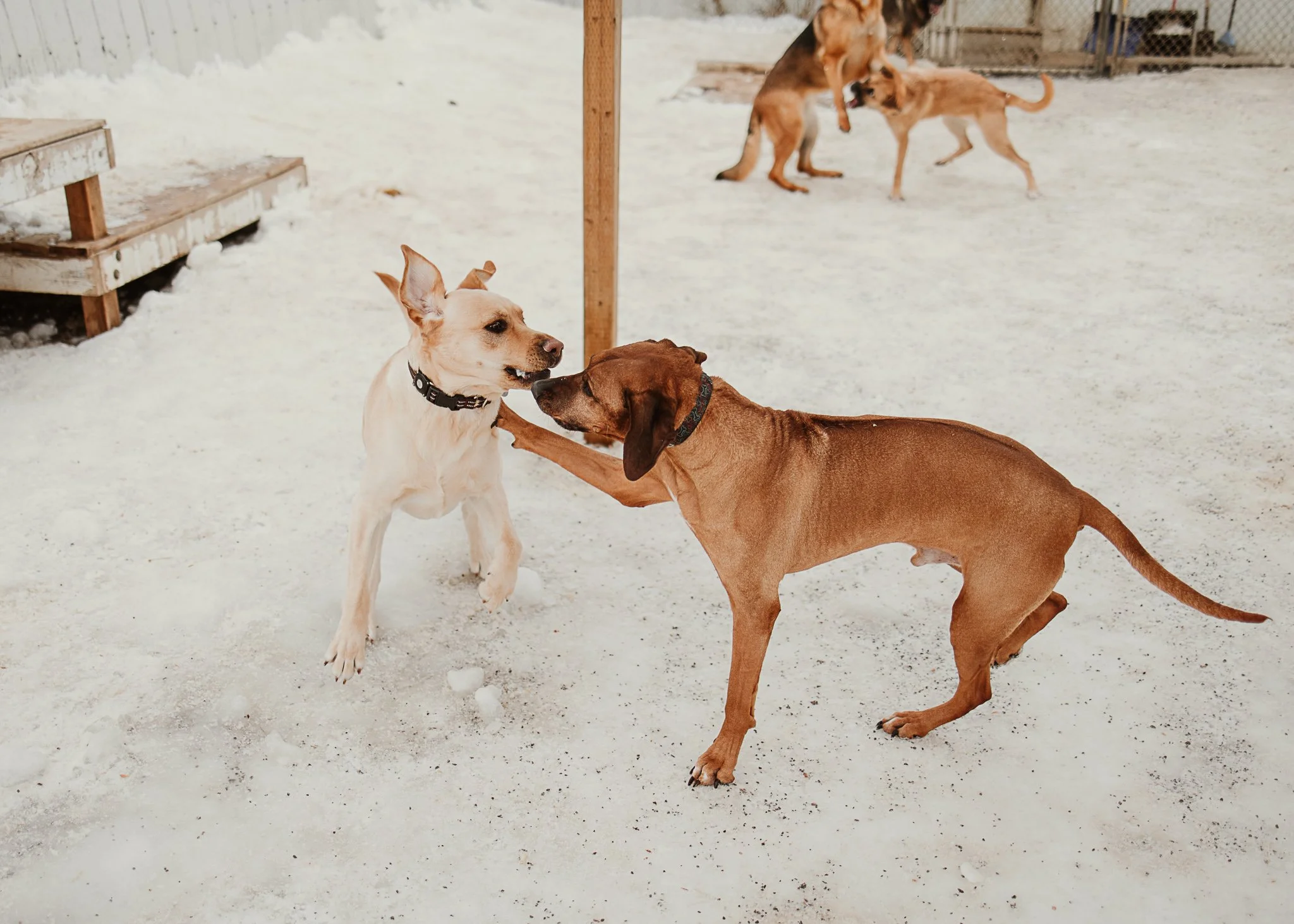 Large dogs playing in one of our outdoor yards in the large dog area