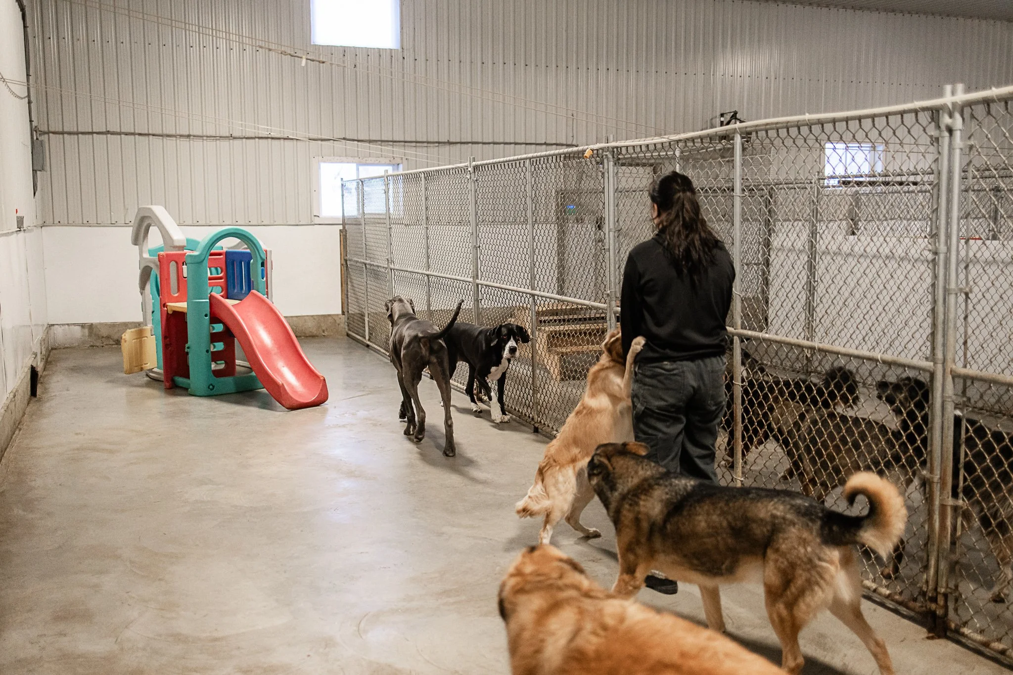 Large dog indoor play space