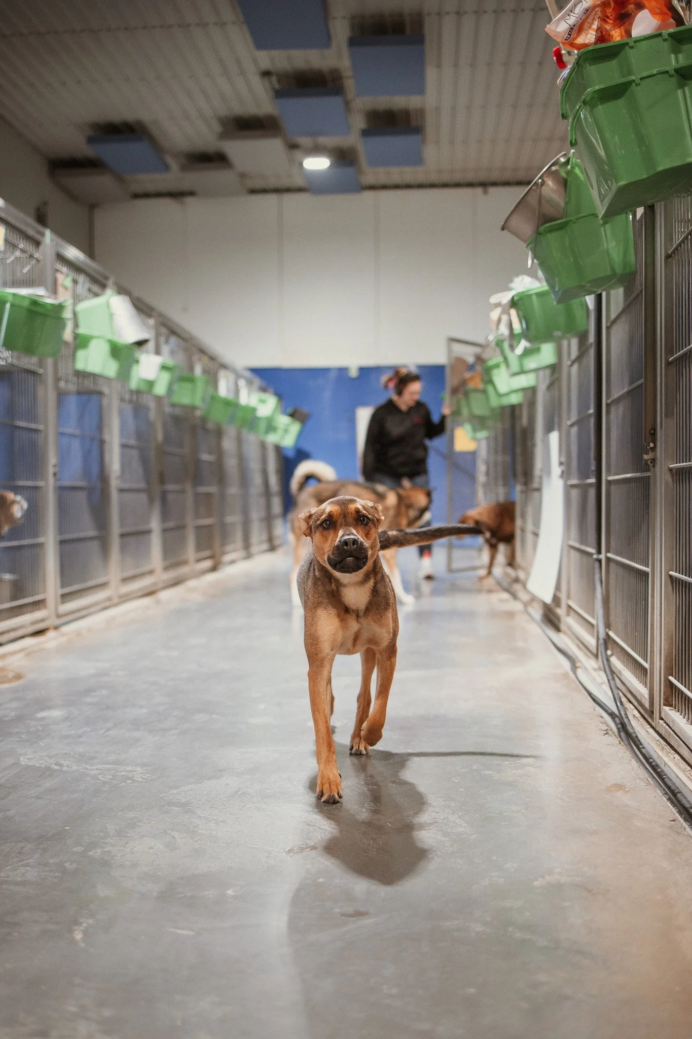 Large Dog Kennel Area