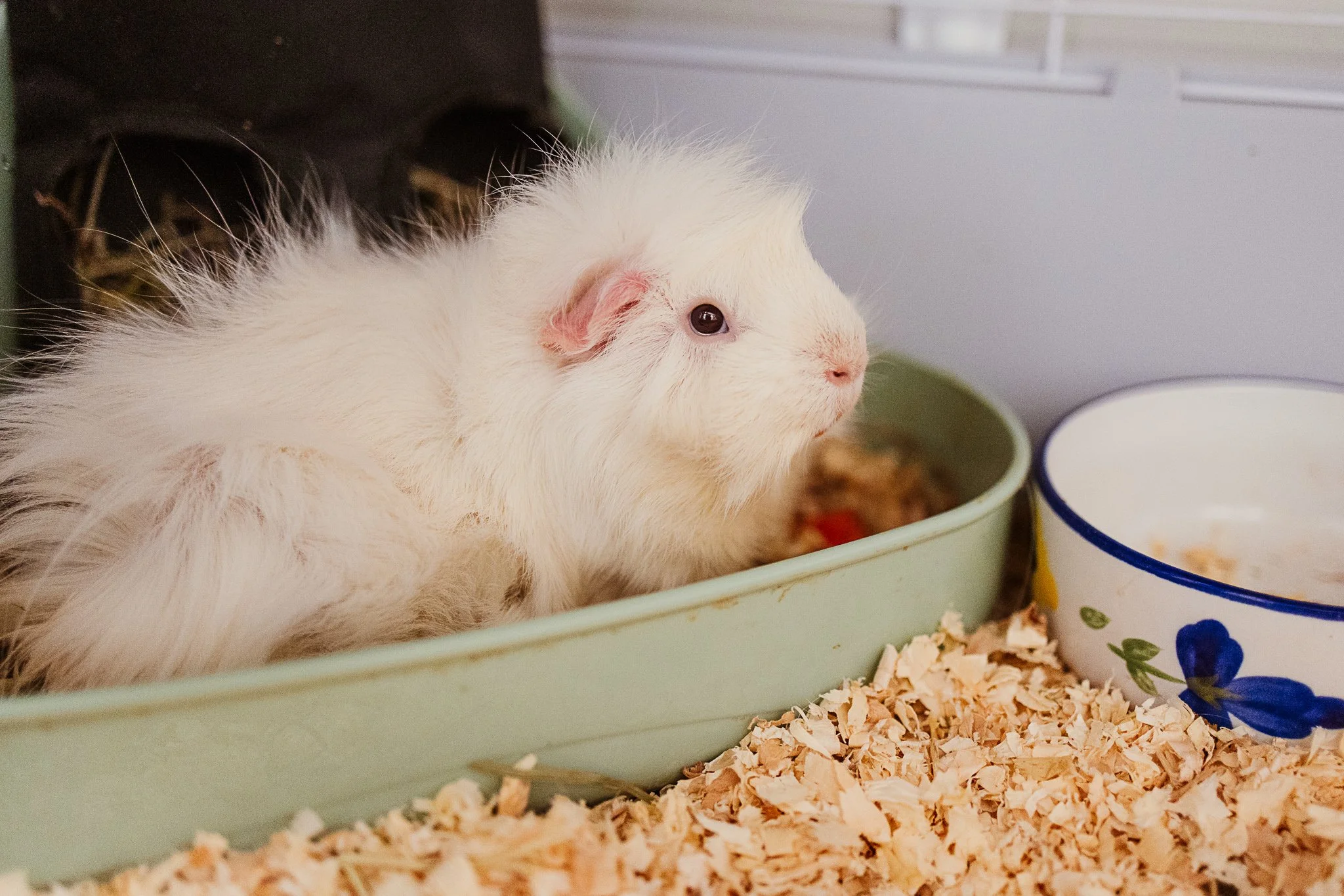 White guinea pig with pink ears resting in a green litter box with wood shavings on the floor.