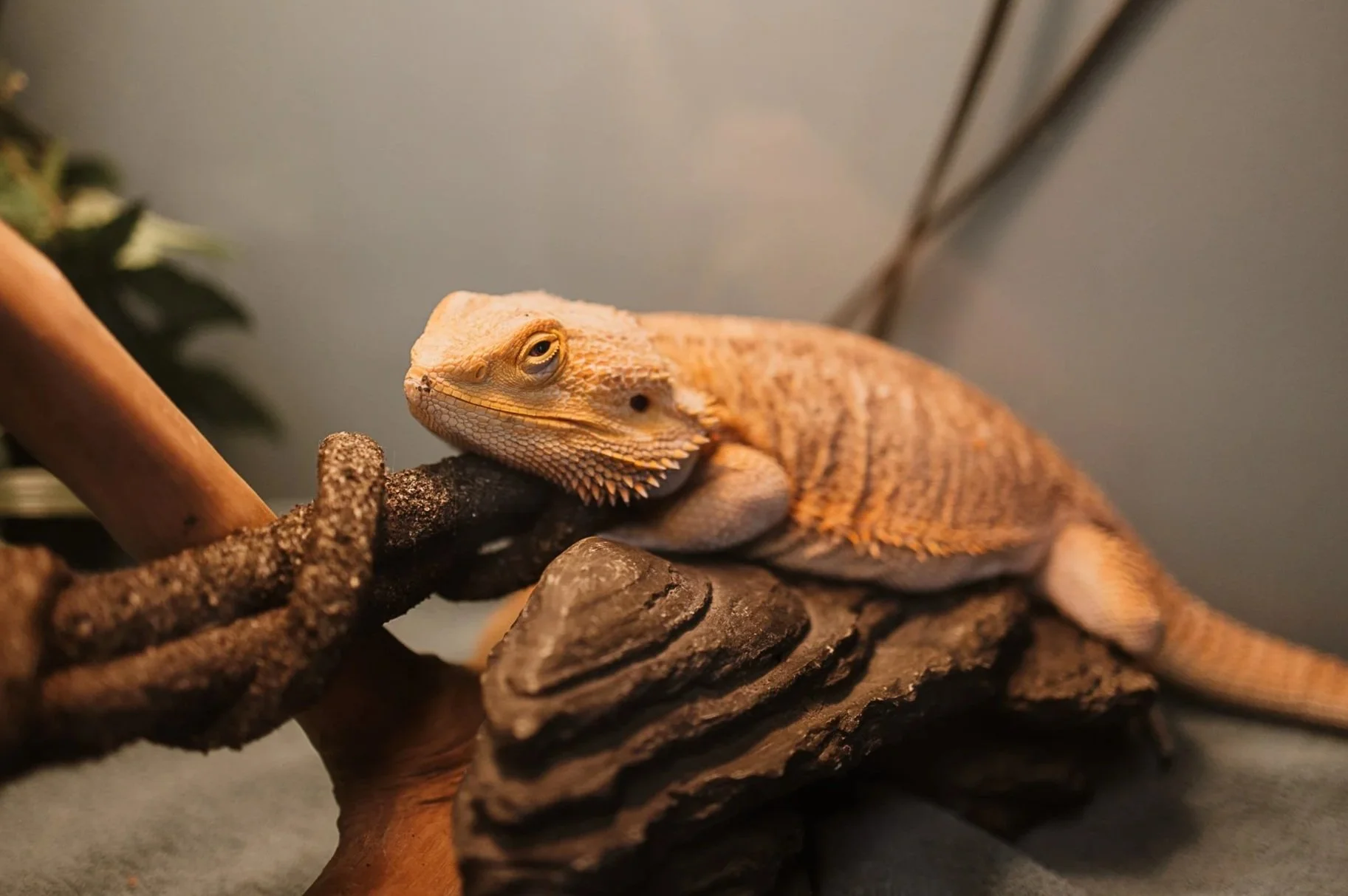 Close-up of a bearded dragon lizard resting on a textured branch.