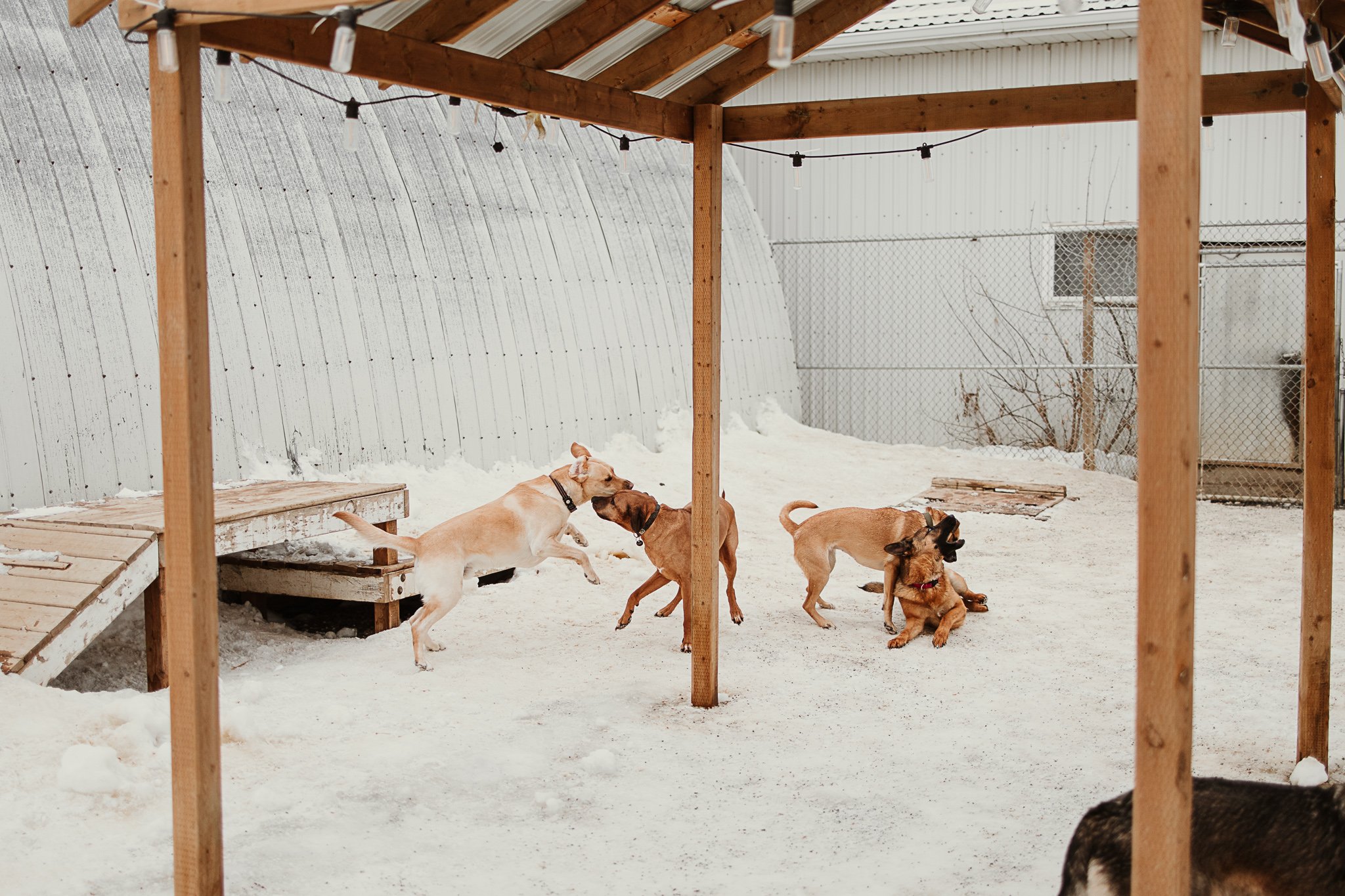 Four dogs playing and chasing each other in a snow-covered outdoor enclosure with a wooden and metal structure and a chain-link fence.