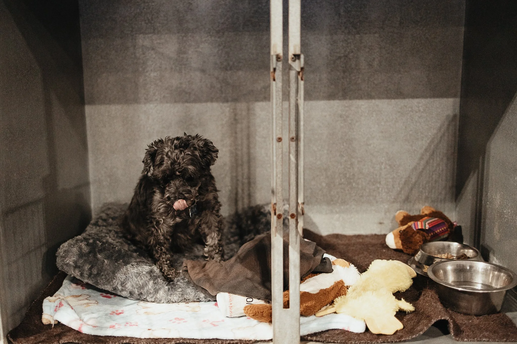 Kola a schnoodle in one of our small kennels