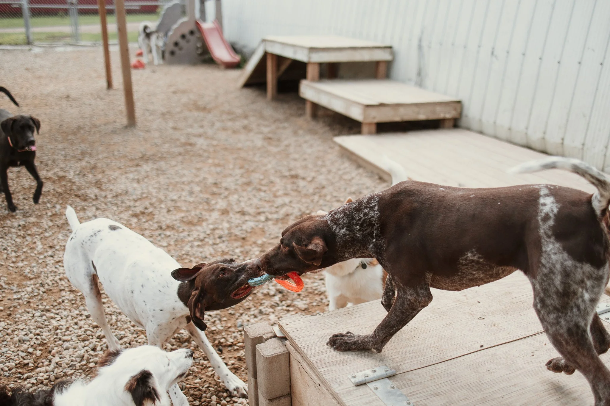 Large dog guests playing in our largest outdoor yard in the large dog area