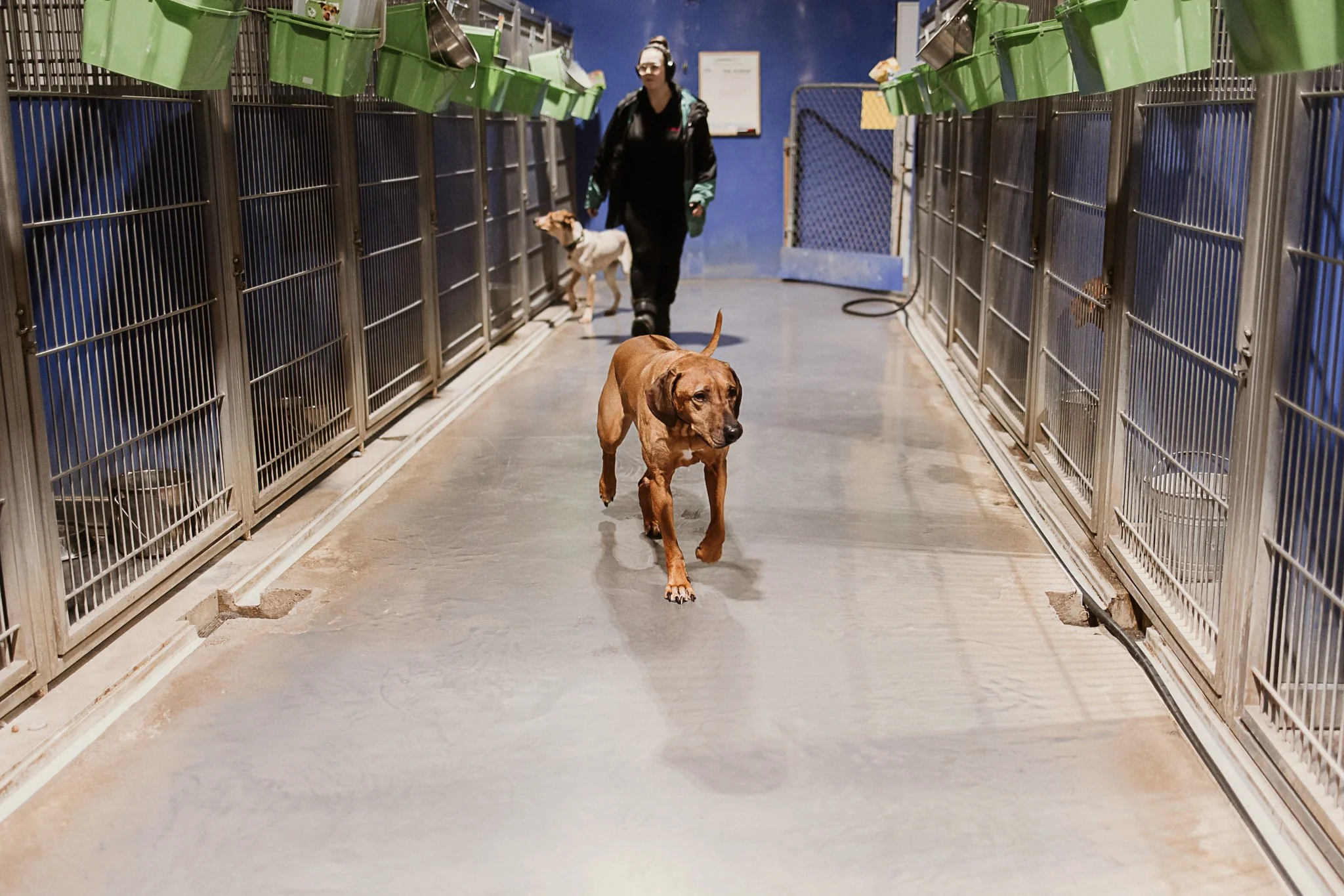 Large dog kennel area