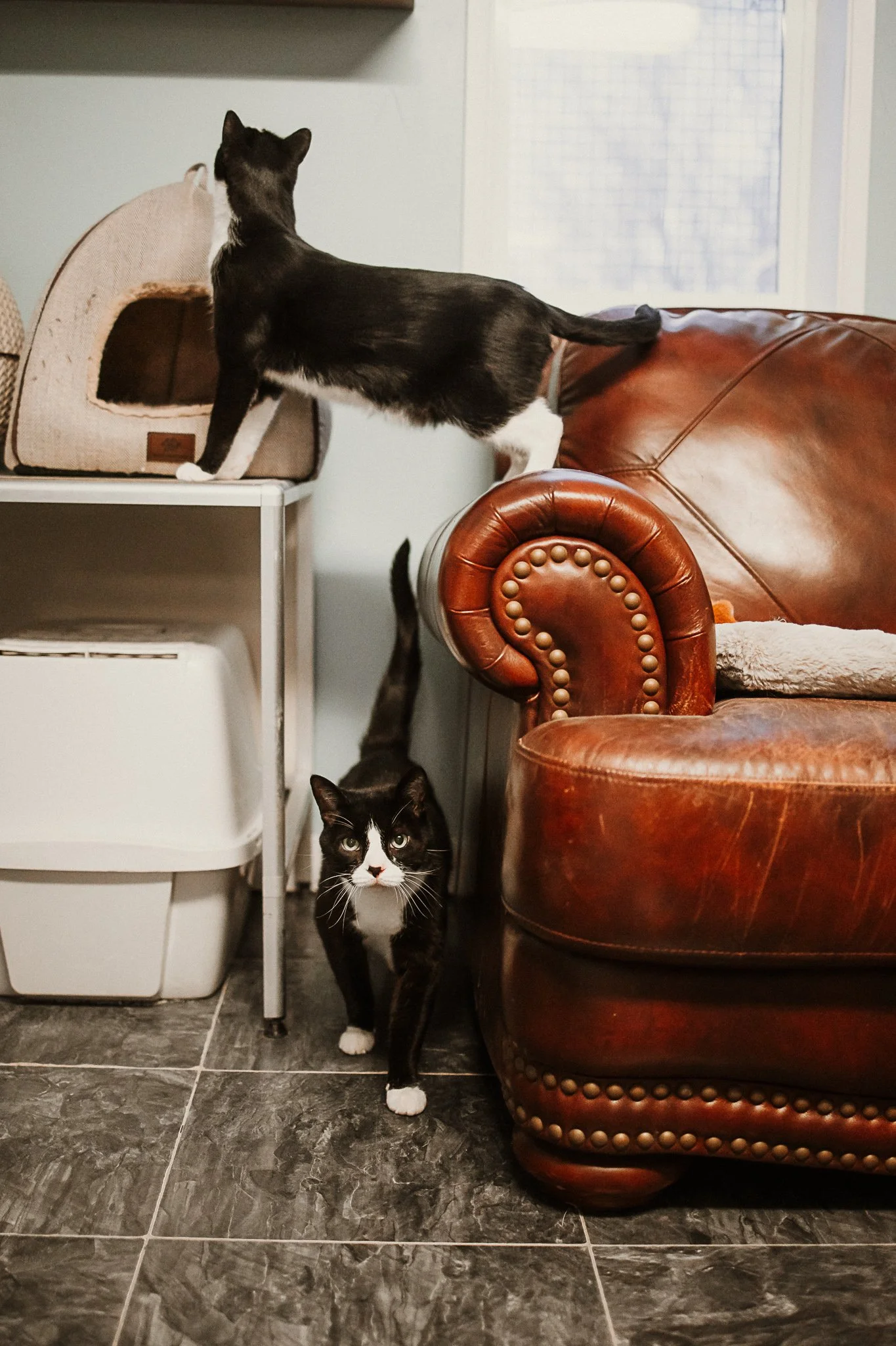 Our cage-free cattery