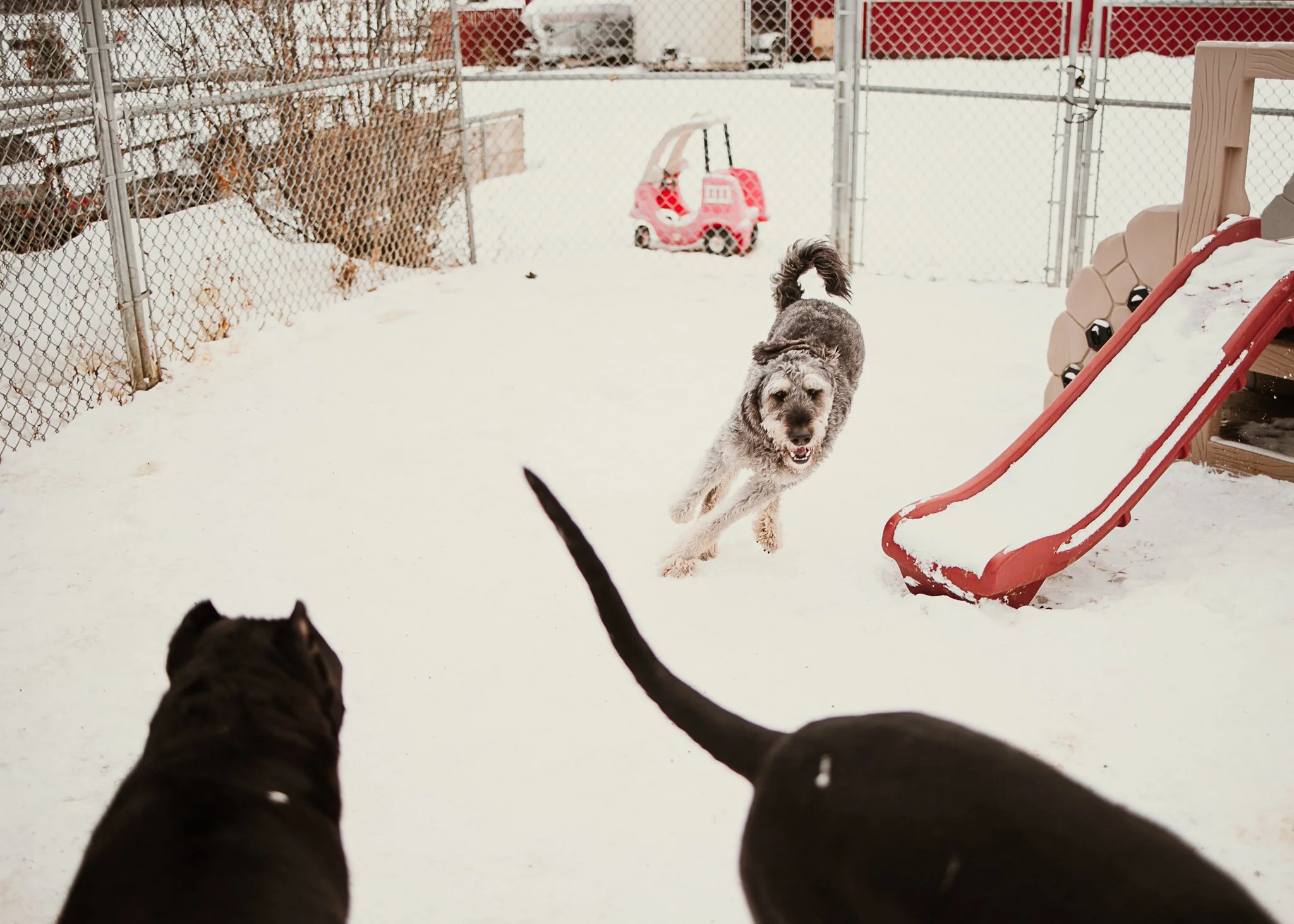 Large dogs playing in one of our outdoor yards in the large dog area