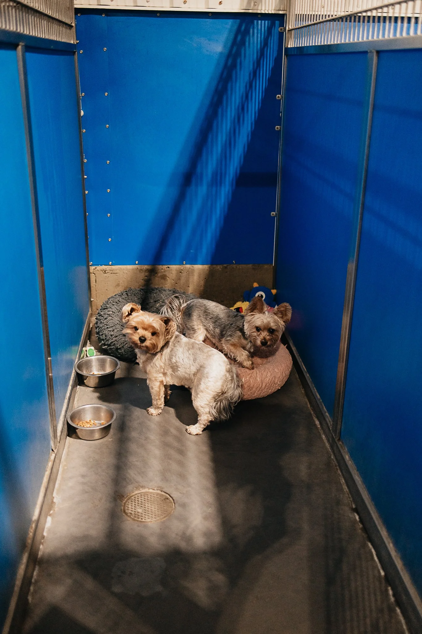 Rocky and Bailee, two yorkies (siblings), sharing a medium kennel