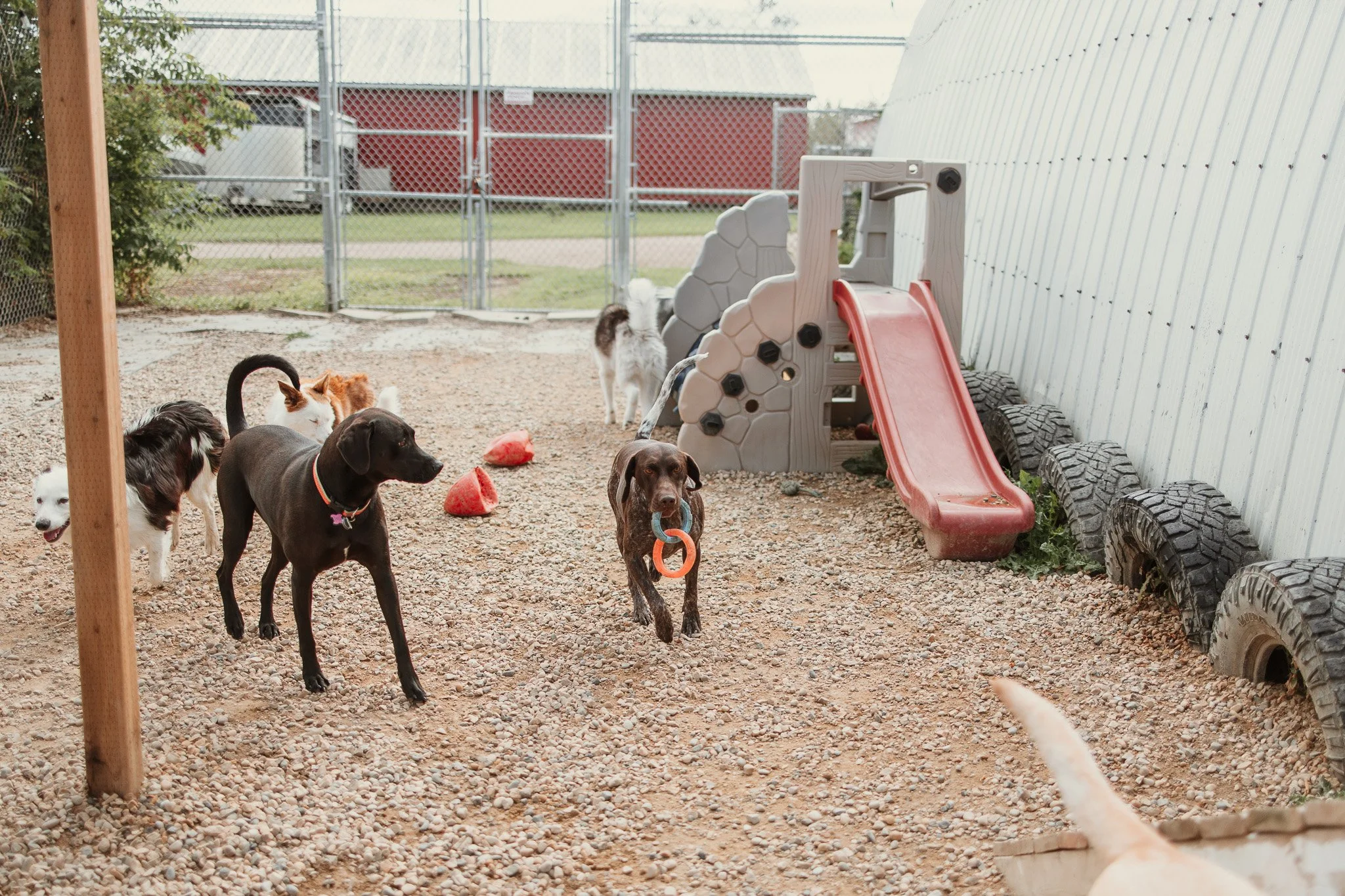 Large dog guests playing in our largest outdoor yard in the large dog area