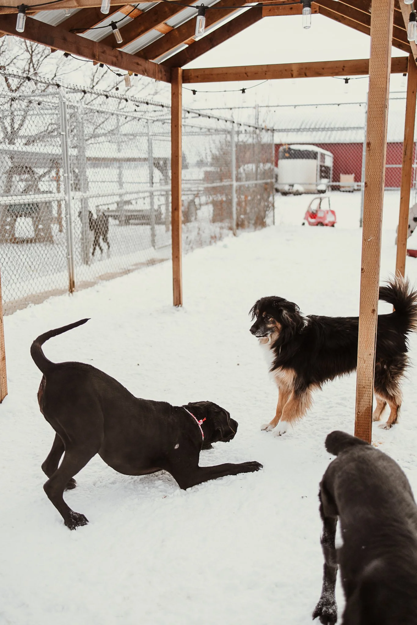 One of our outdoor yards in our large dog area