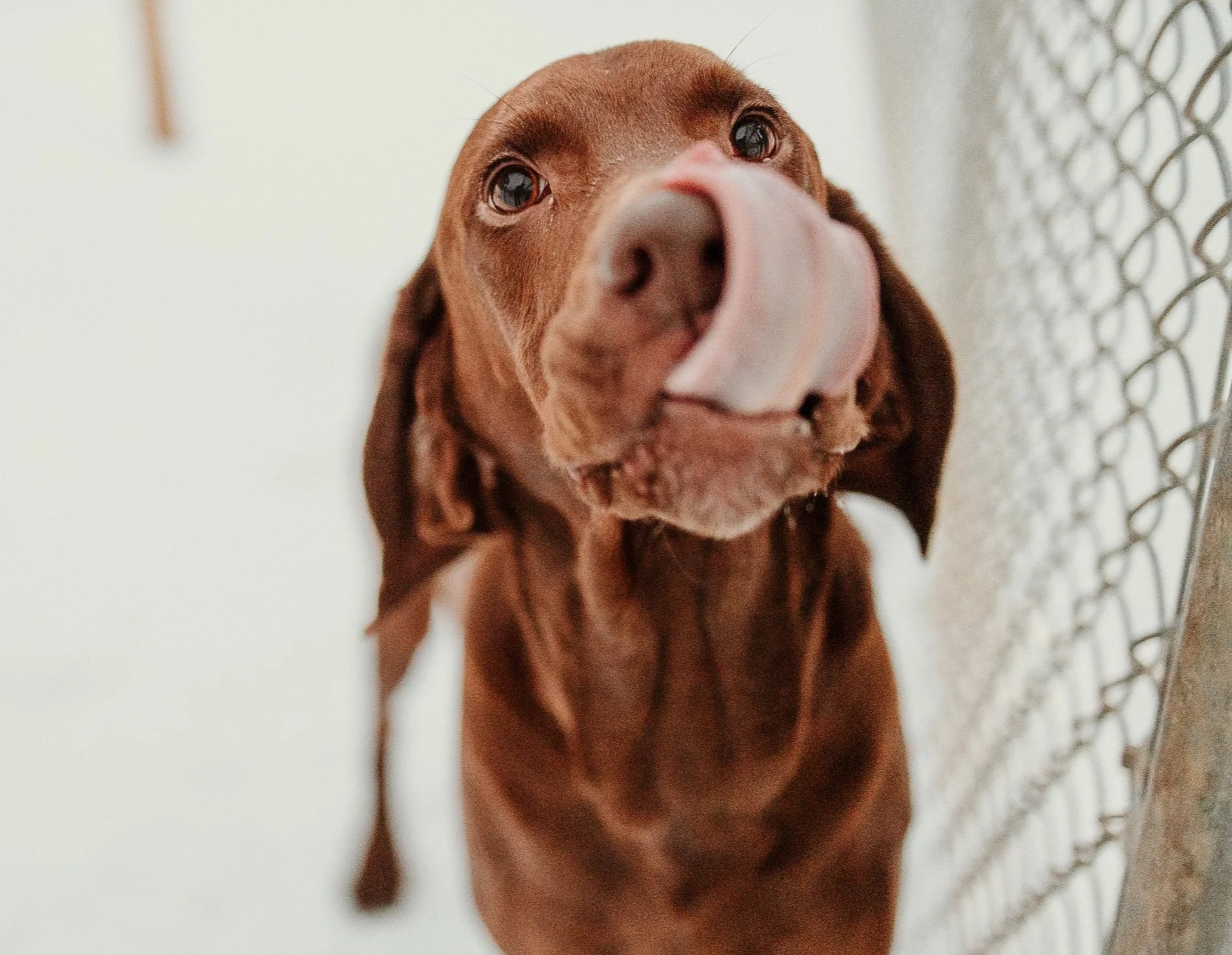 Close-up of a brown dog with a pink tongue out, standing near a chain-link fence.