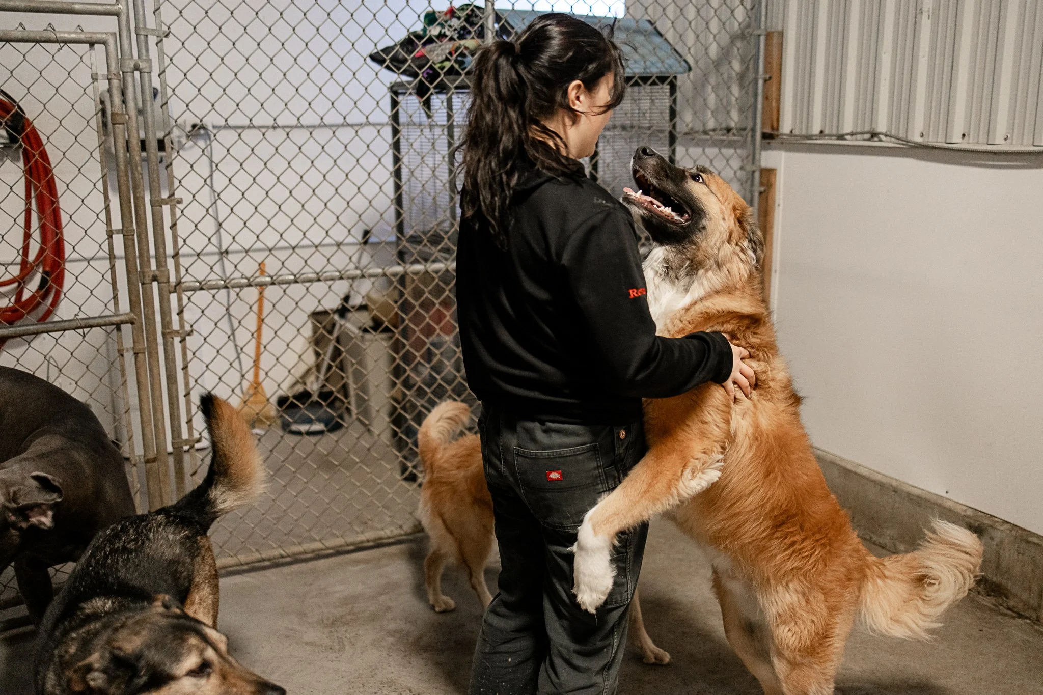 Large dog indoor play space