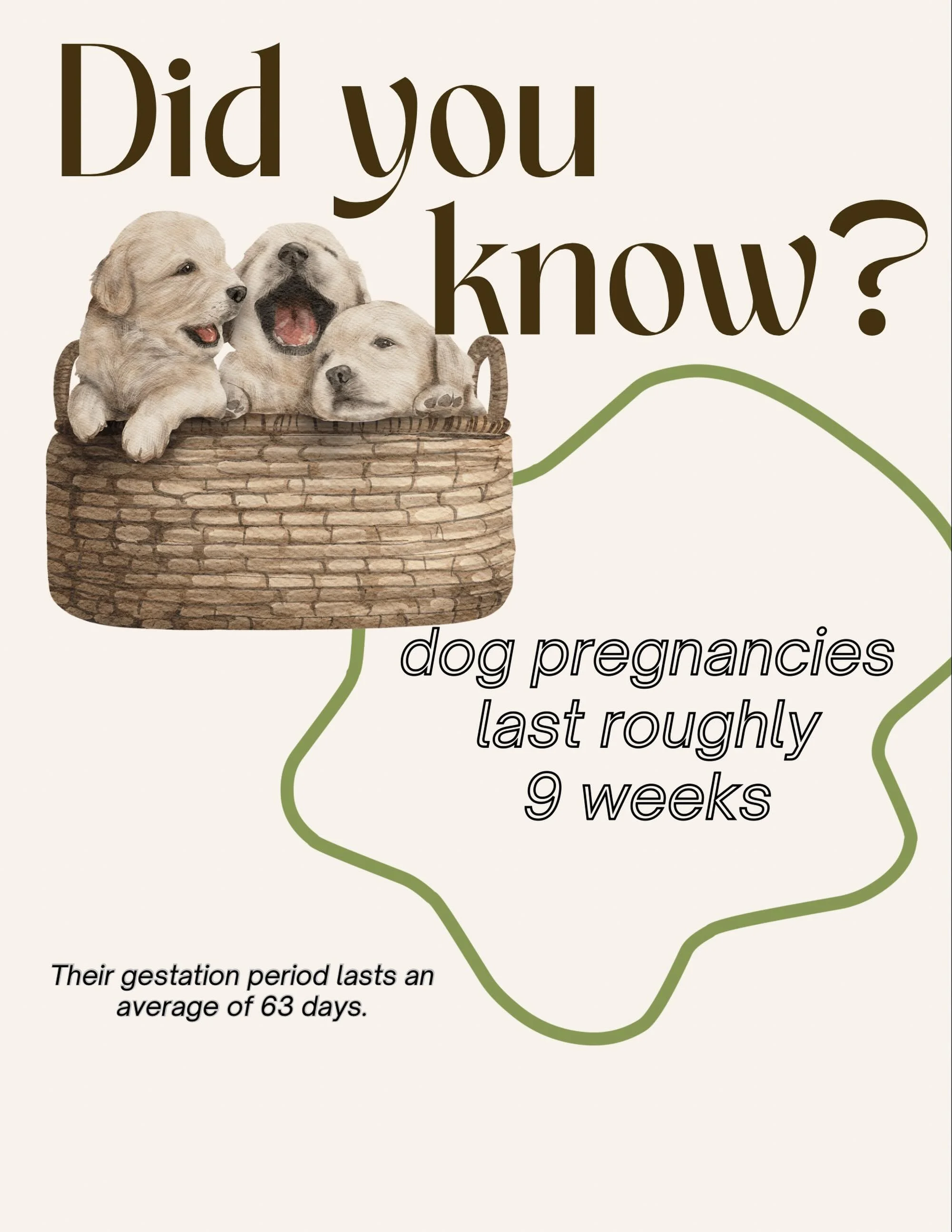 Puppies are born deaf &amp; blind due to such a short gestation period! 🐶🐾