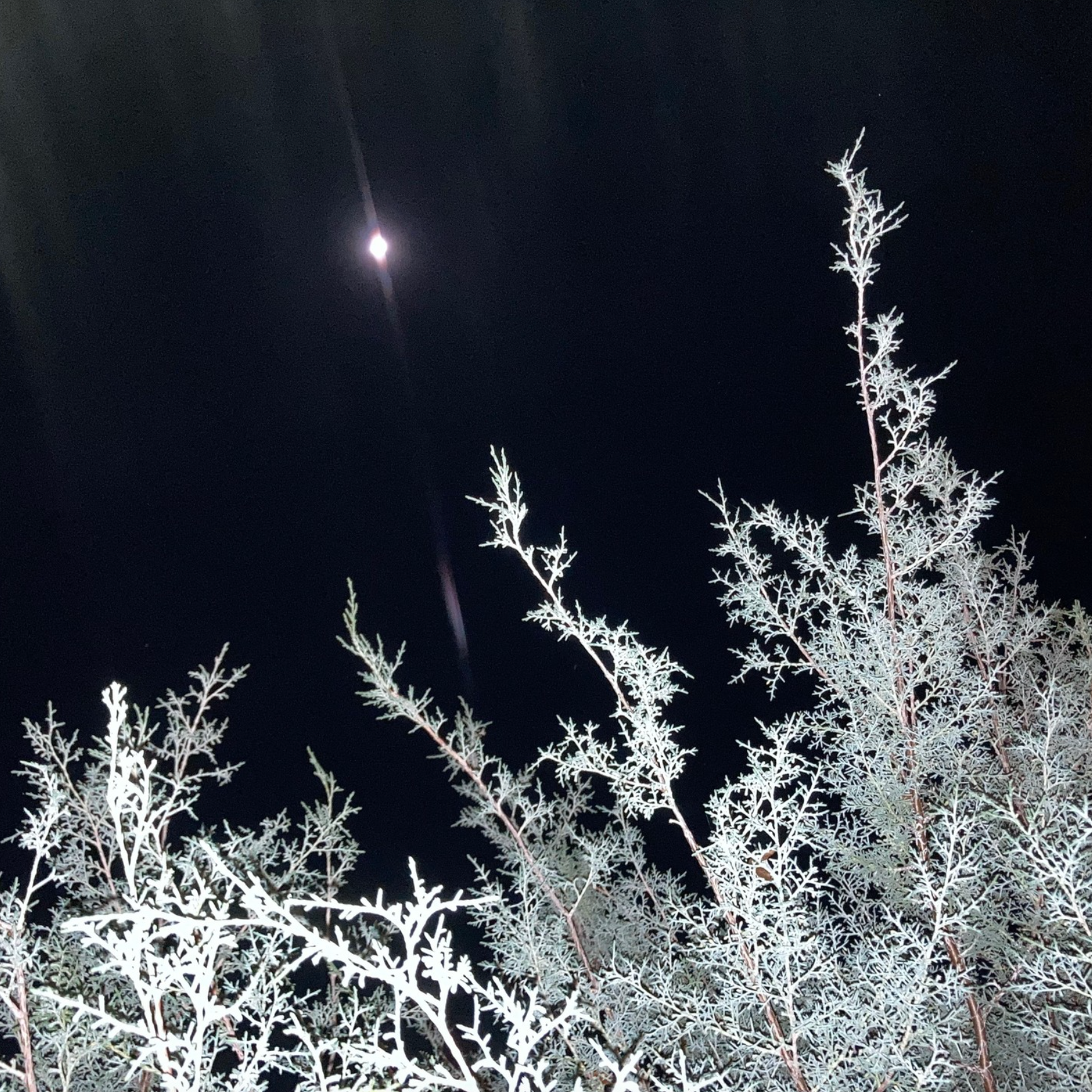 Read Other Writing by Mary Helen Specht