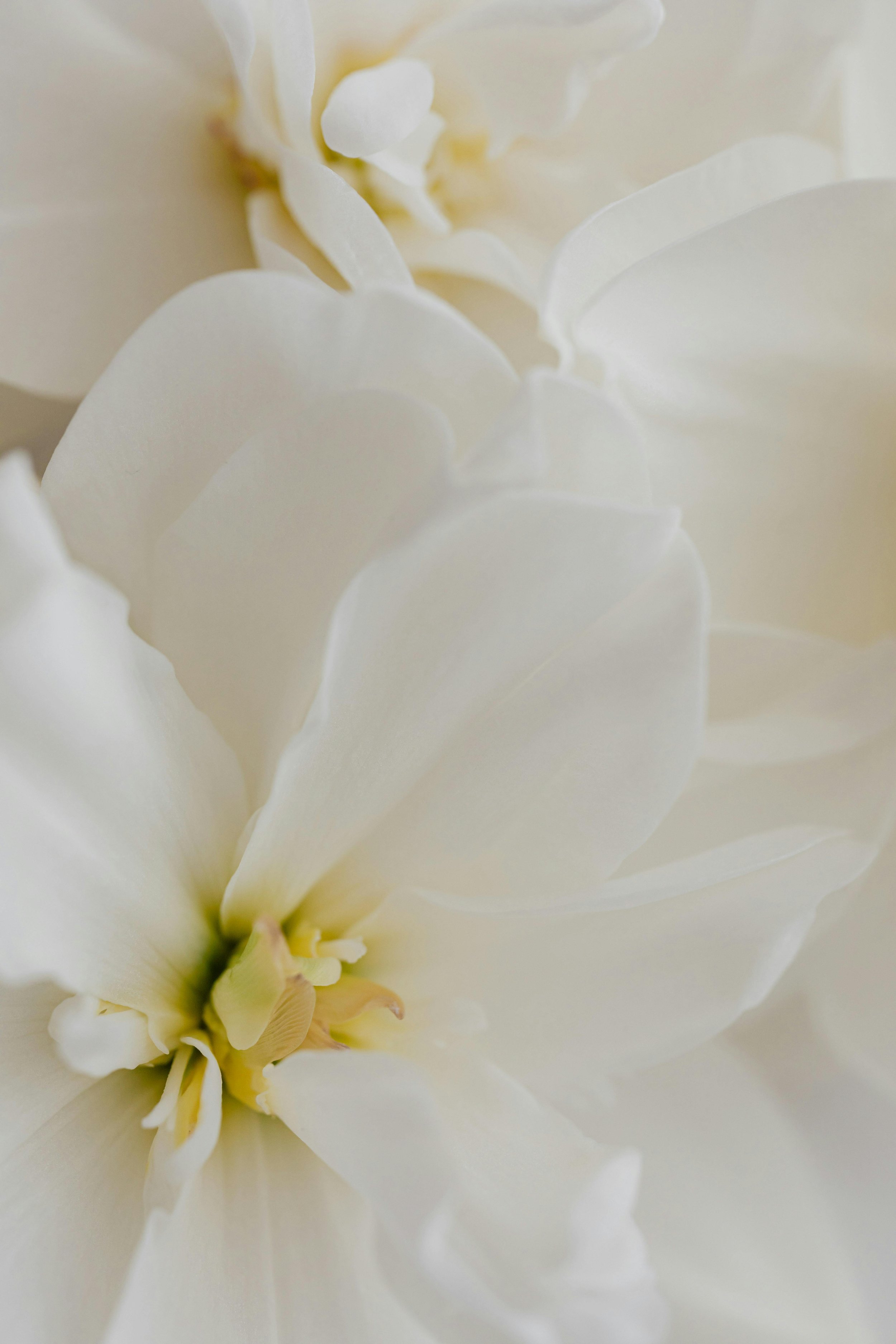 Close-up of white flower petals with soft focus.