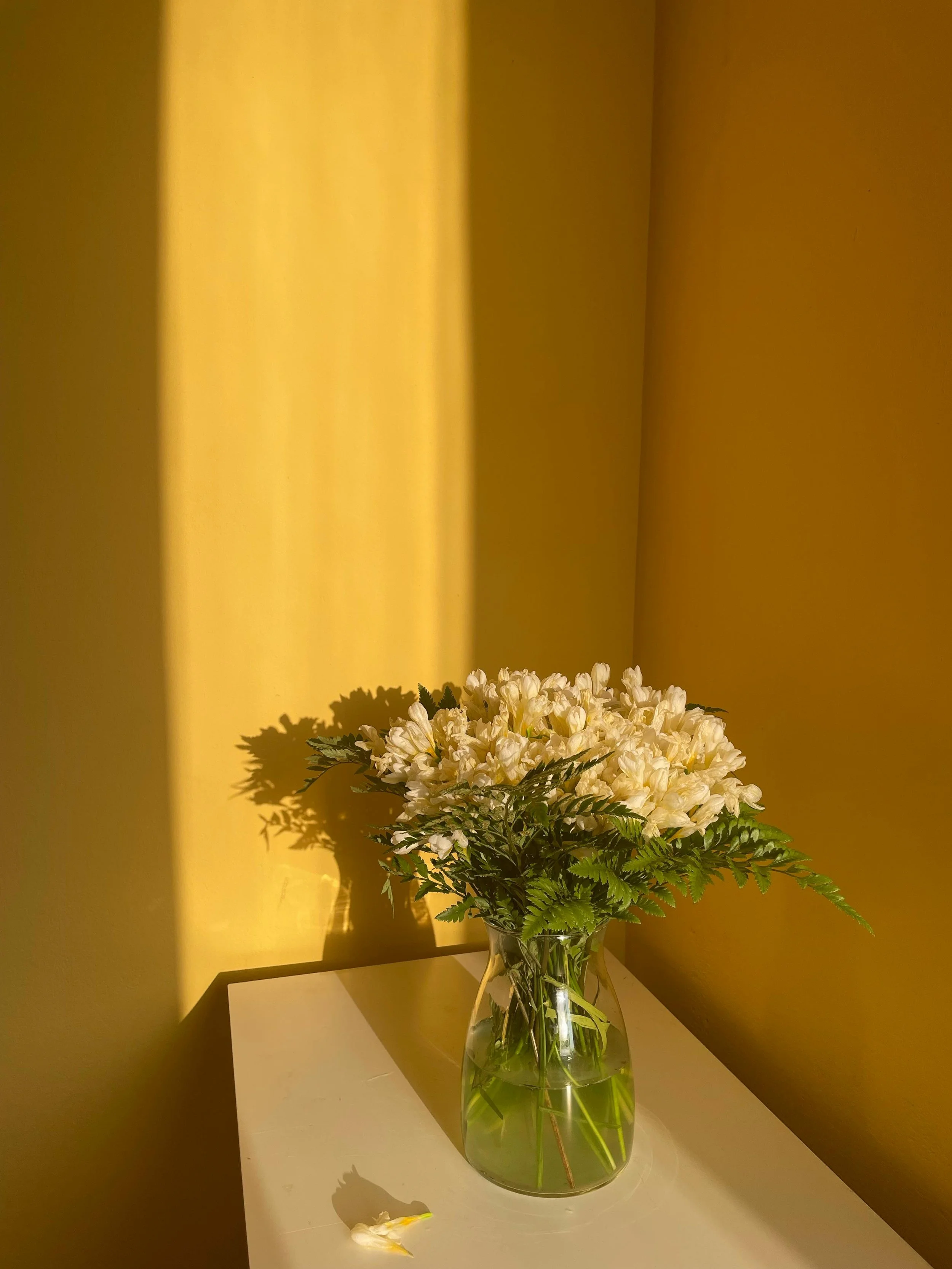 A vase with white flowers and green leaves on a white surface against a yellow wall, with shadows cast by sunlight.