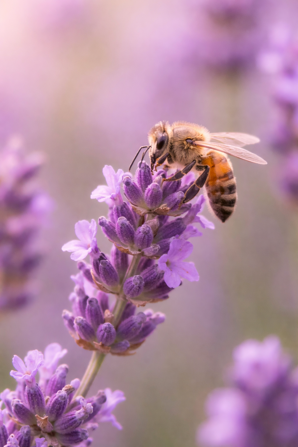 New Book Update: Incompetent but Hopeful 🤍🐝