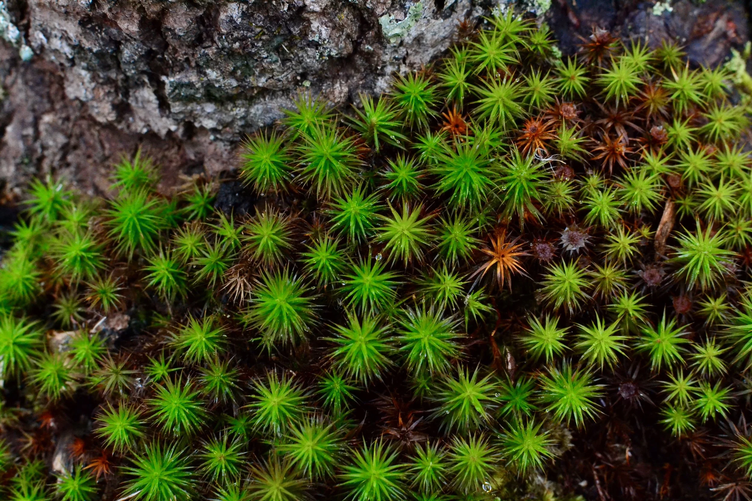 Rooting for the Earth