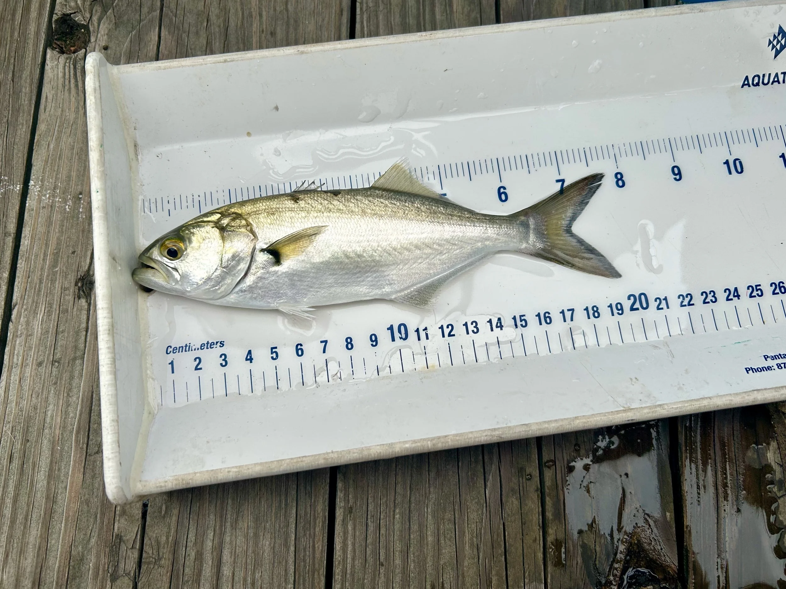 Bluefish (Pomatomus saltatrix) caught, measured, and released 