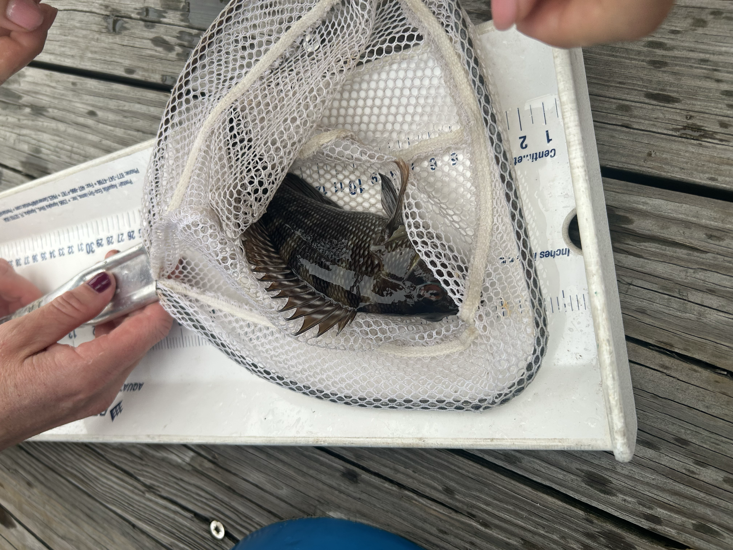 Black Sea Bass (Centropristis striata) measured and released