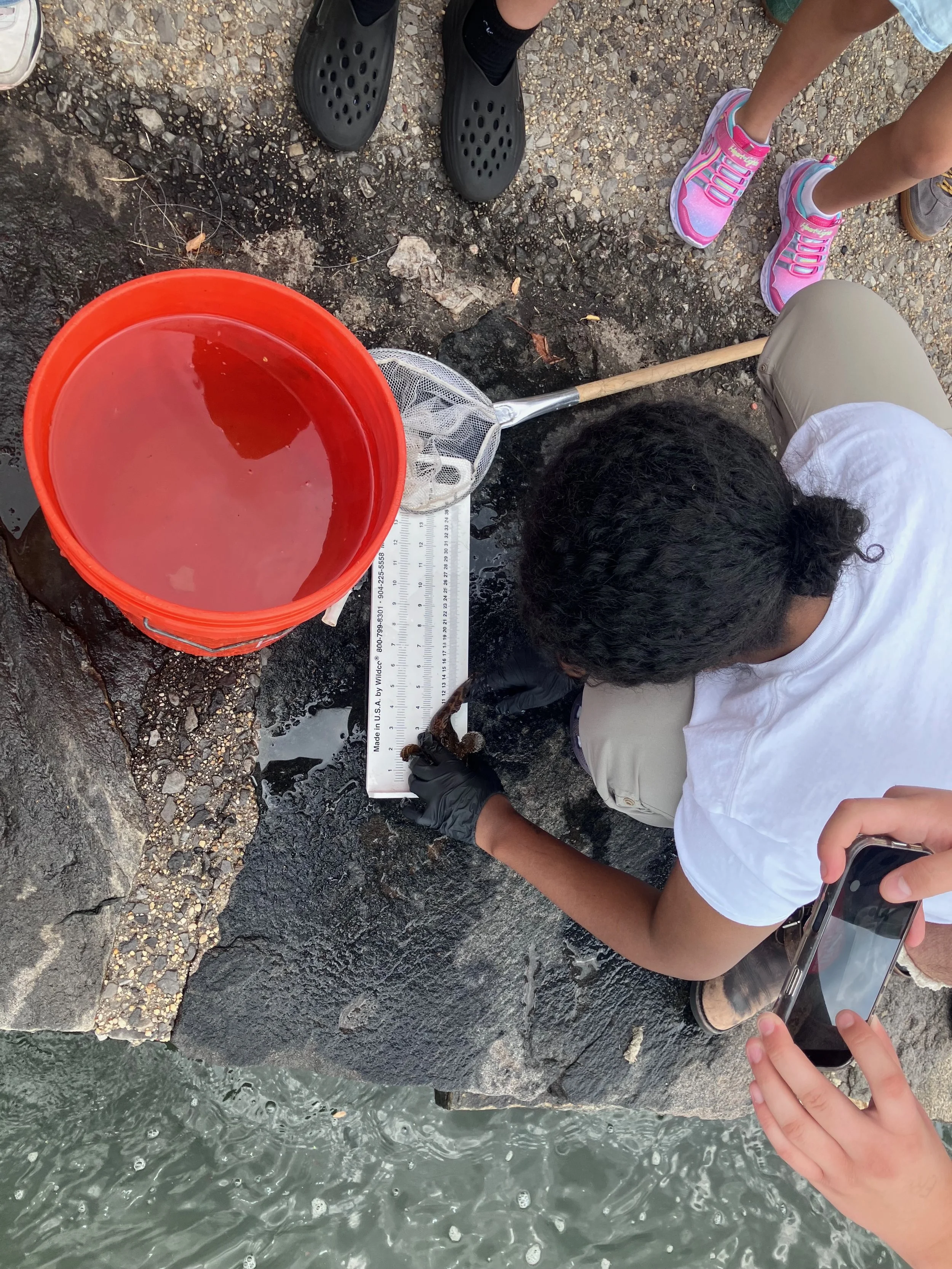 Oyster Toadfish (opsanus tau) caught ad released at a Femme Fishing program