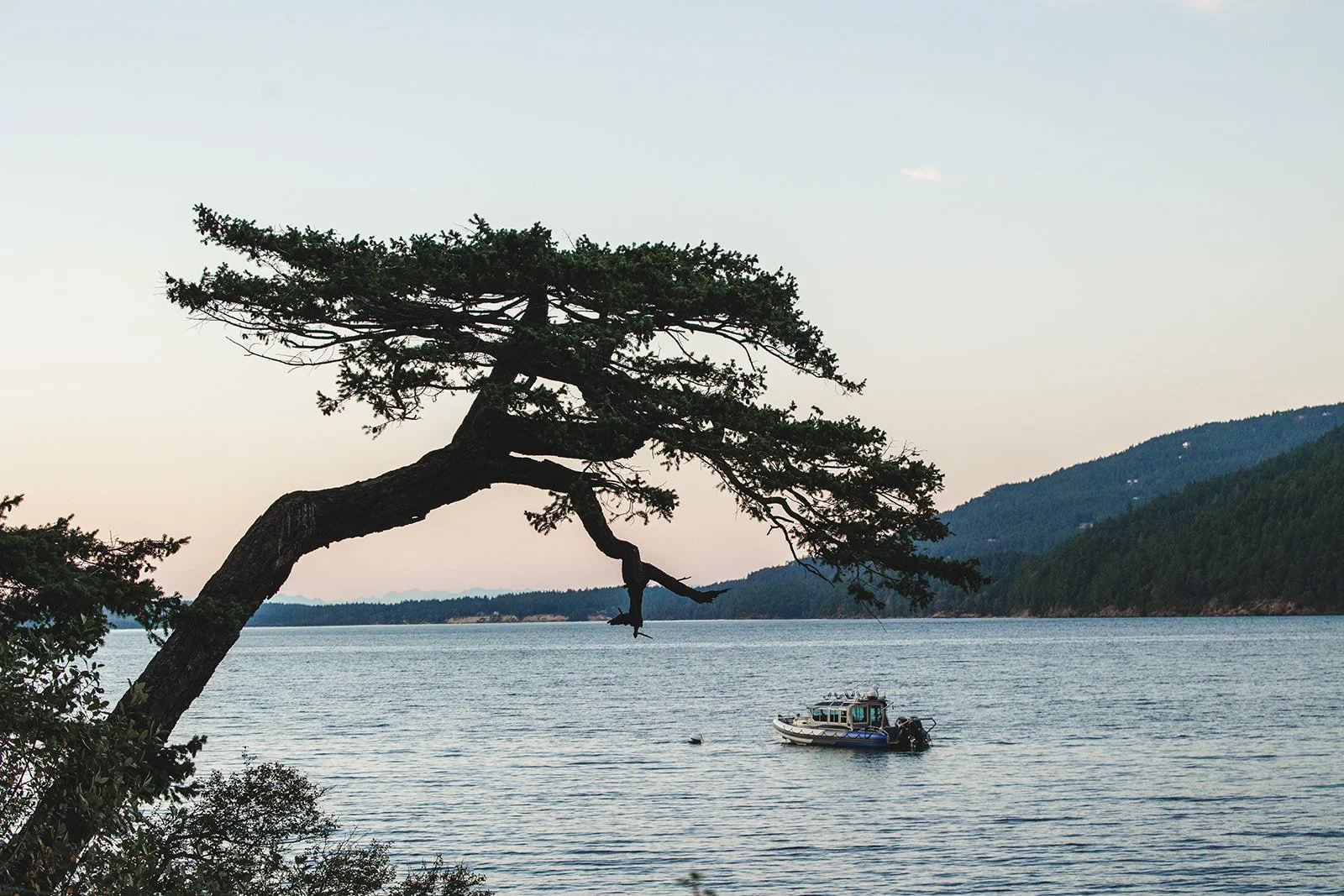 A large, leaning pine tree over water with a boat floating nearby, and forested hills in the background