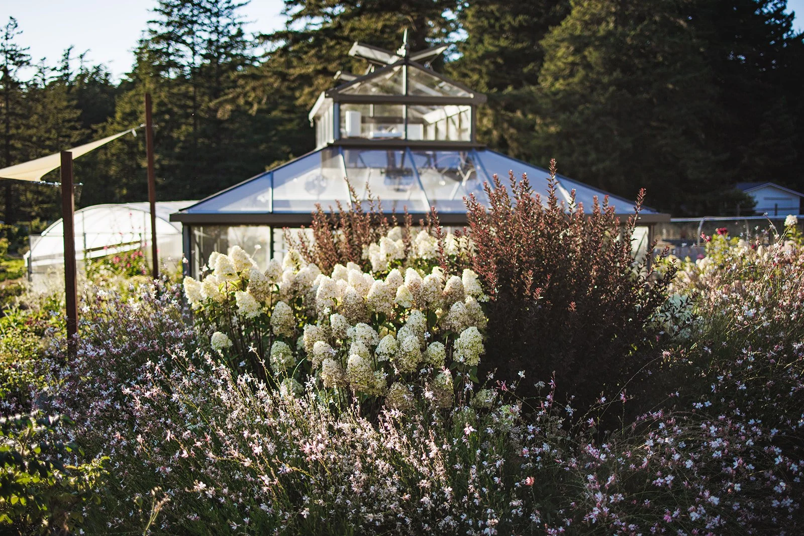 A glass greenhouse surrounded by white, pink, and red flowering plants in a garden with tall trees in the background.