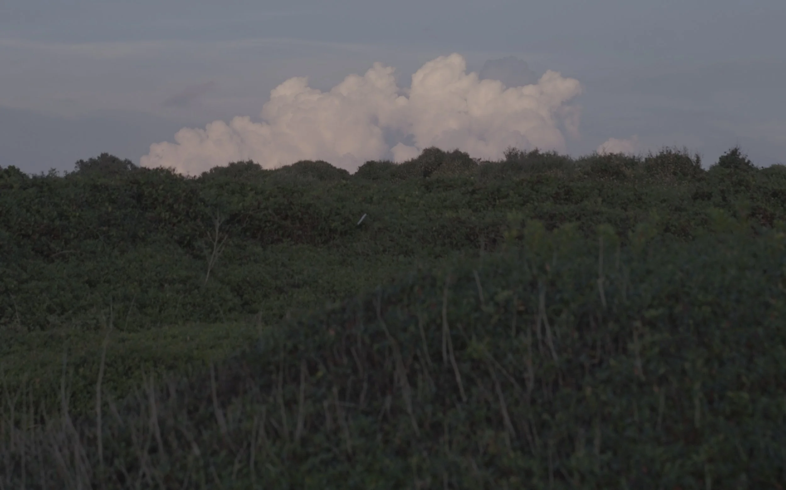 A landscape with dense green shrubbery and trees in the foreground, and a cloudy sky with large, white cumulus clouds in the background.