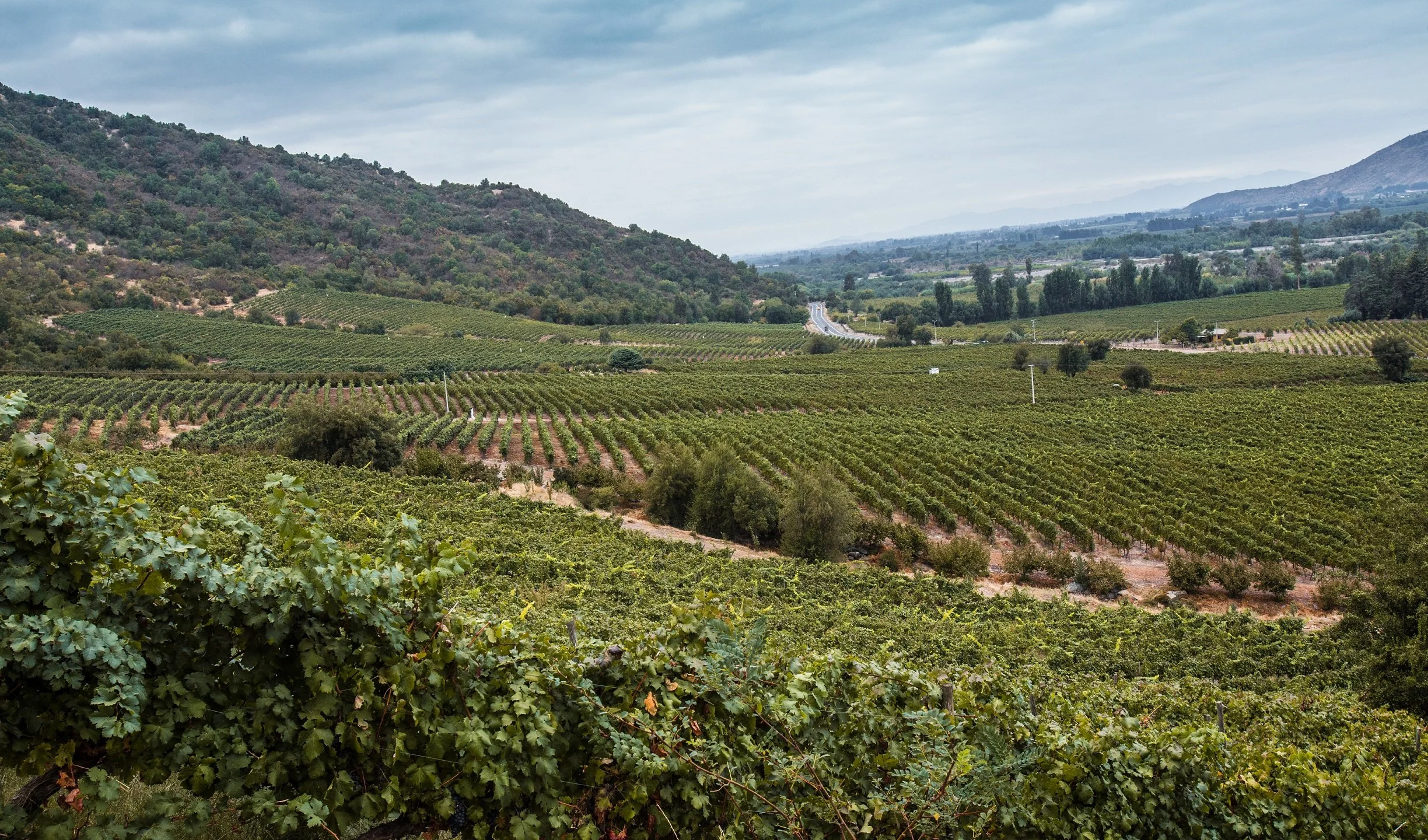 Traditional Fermentation and Winemaking Practices of the Itata Valley