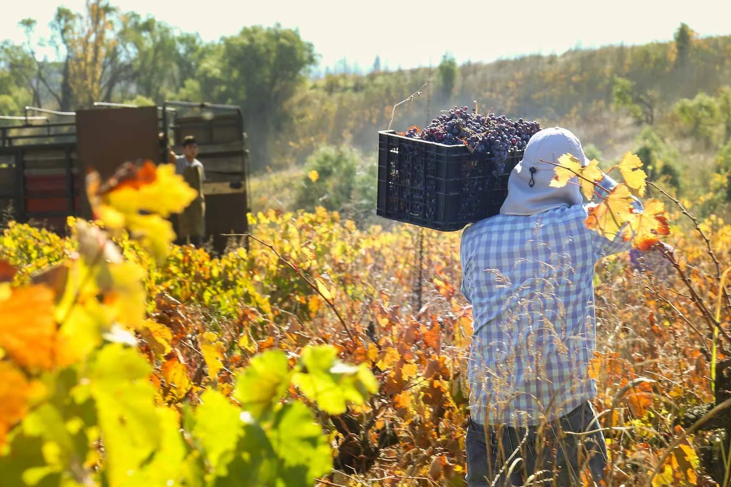 Through the Vineyards of Itata Valley