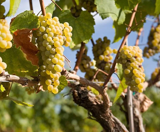 Chardonnay grapes used from the Itata valley, Chile, used in boutique and terroir-driven white wine production.