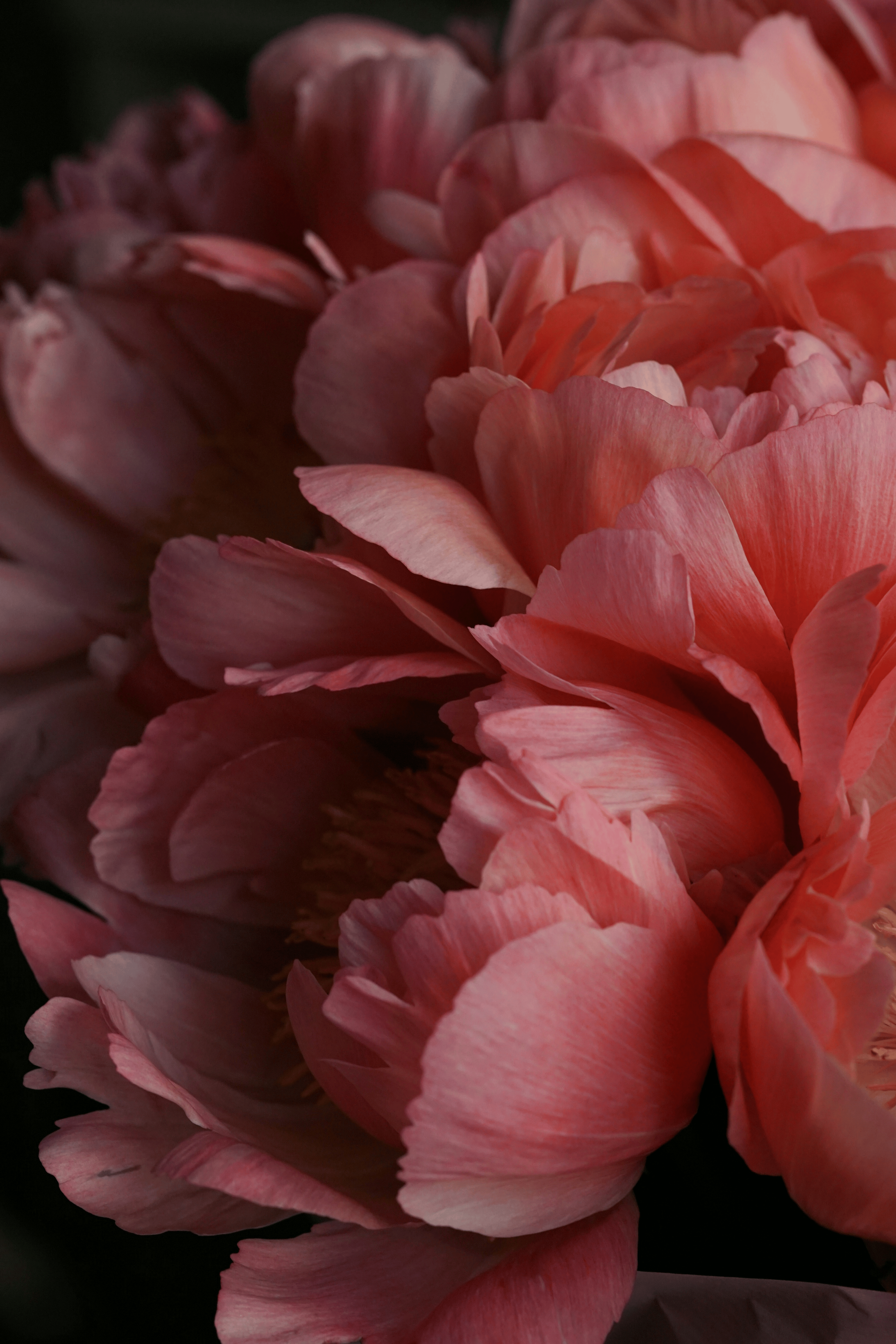 Close-up of pink peony flowers with layered petals against a dark background.