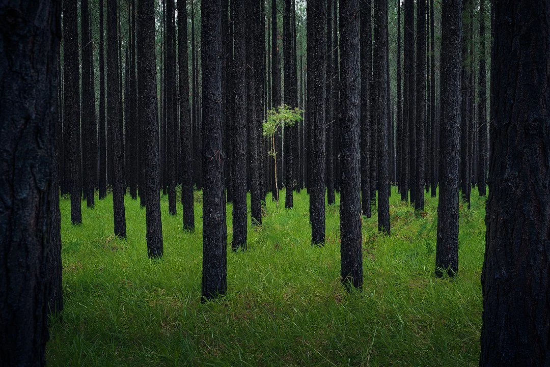 Glasshouse Mountains Lone Tree Forest.jpg