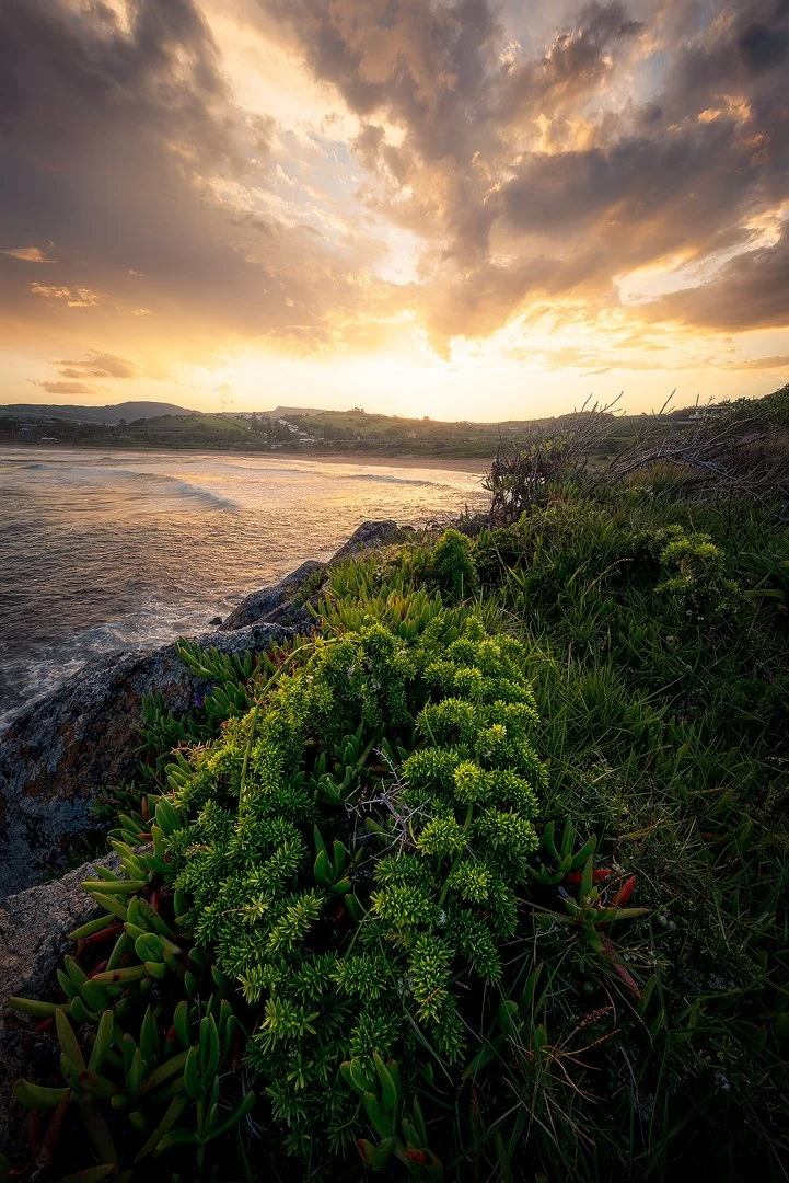Bombo Beach Bush 2025.jpg