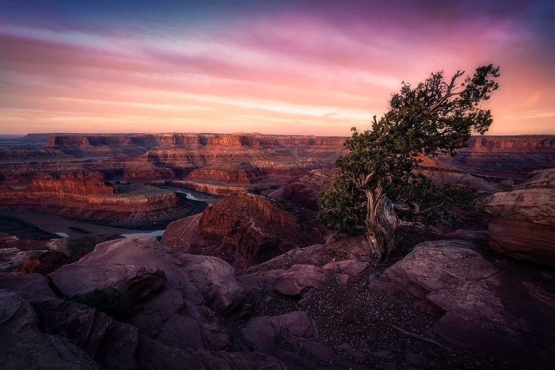 Dead Horse State Park Tree Sunrise 2025.jpg