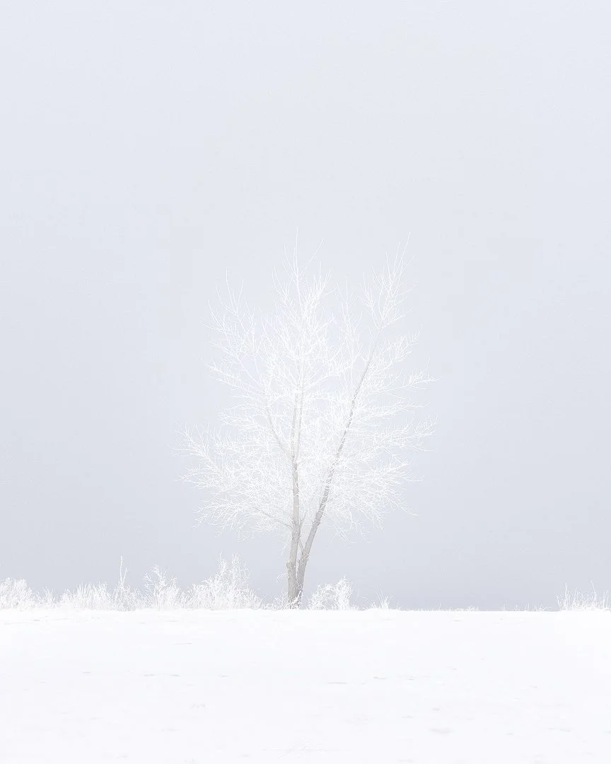 White Jack Frost Tree.jpg
