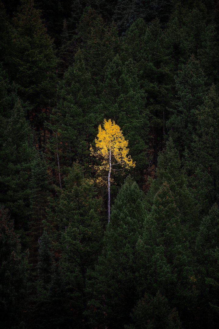 Fall Lone Tree 2024 Edit.jpg