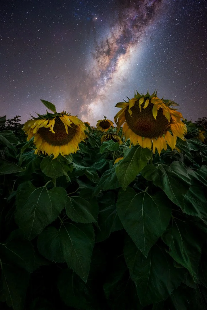 Lorn Sunflower MW 2024 Edit.jpg