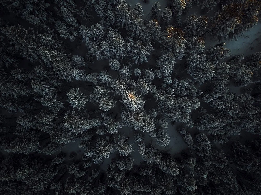 BCC Tree Tops copy.jpg