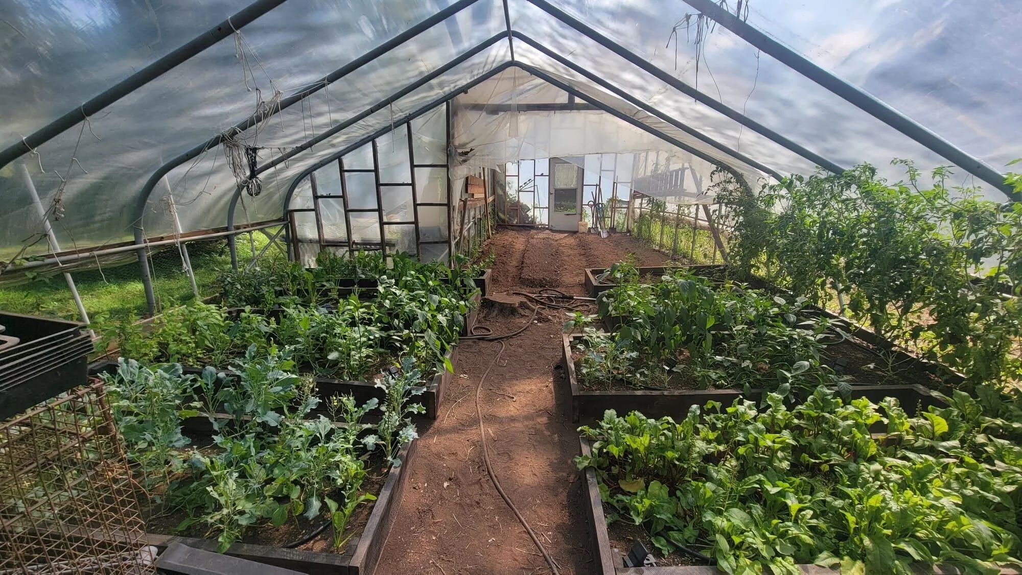 Interior of a greenhouse with various green plants growing in raised beds, sunlight filtering through translucent walls.